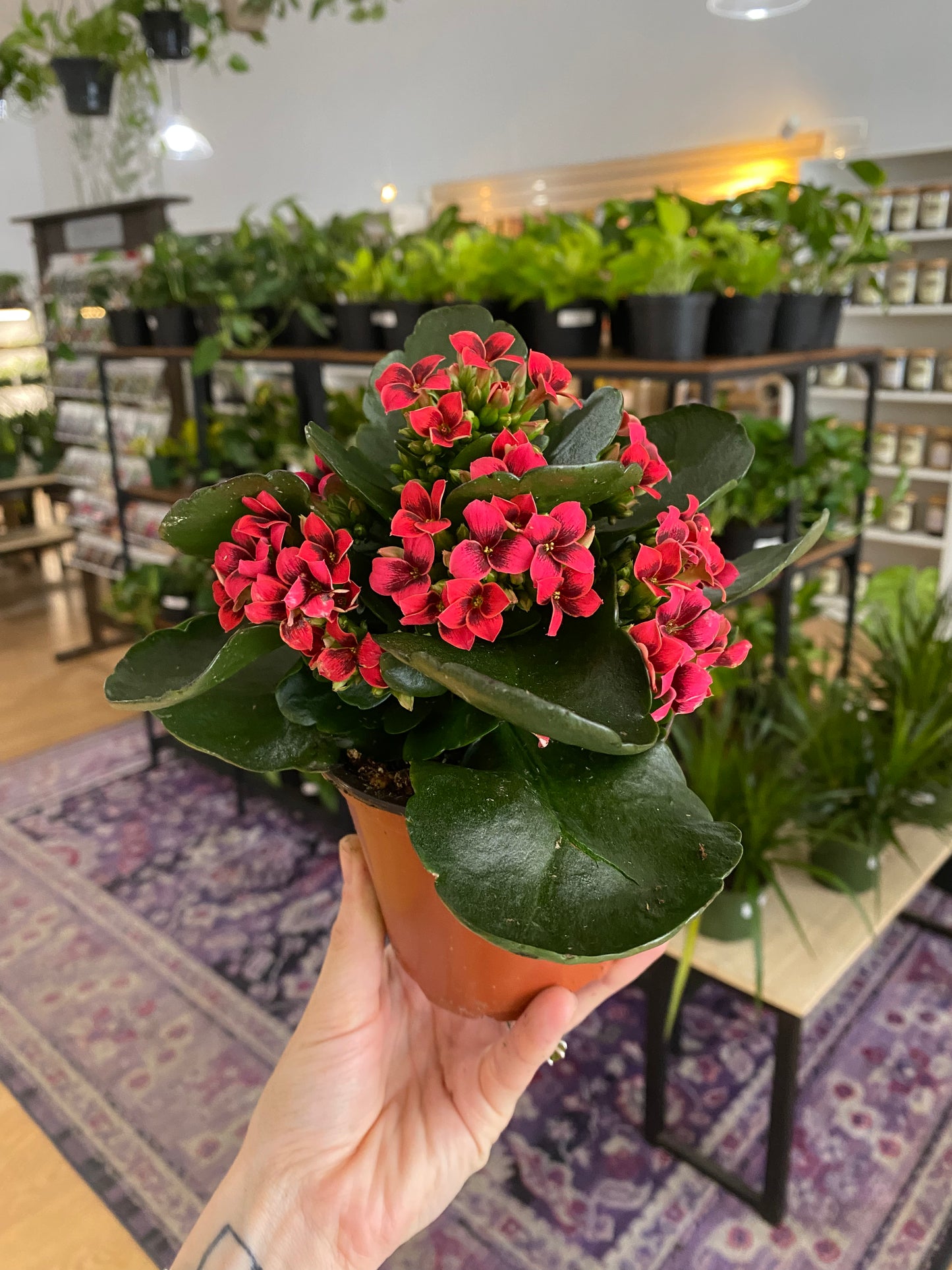 Kalanchoe 'Assorted Flower Colors'