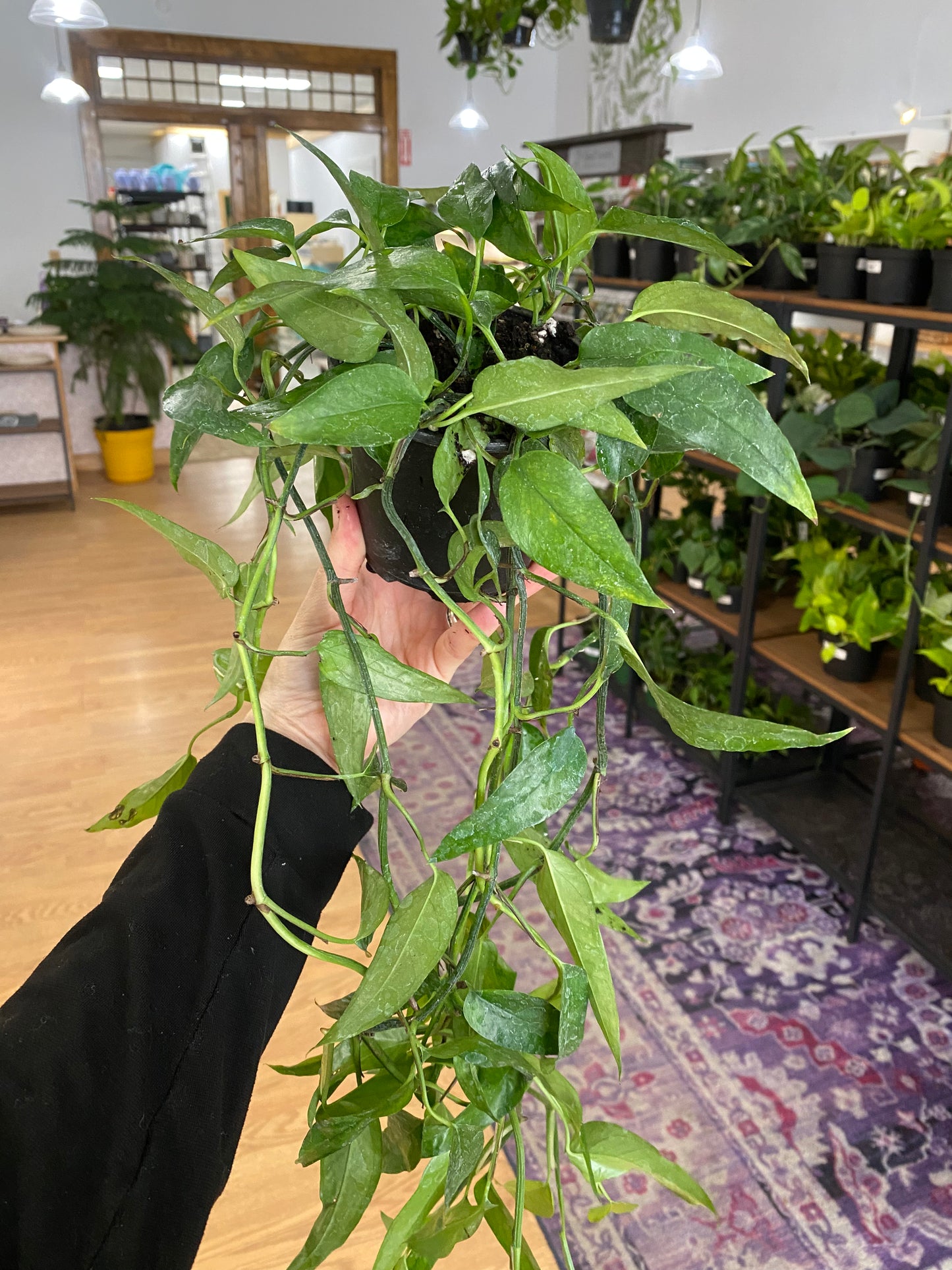 Epipremnum ‘Skeleton Key Pothos' - 4" Pot