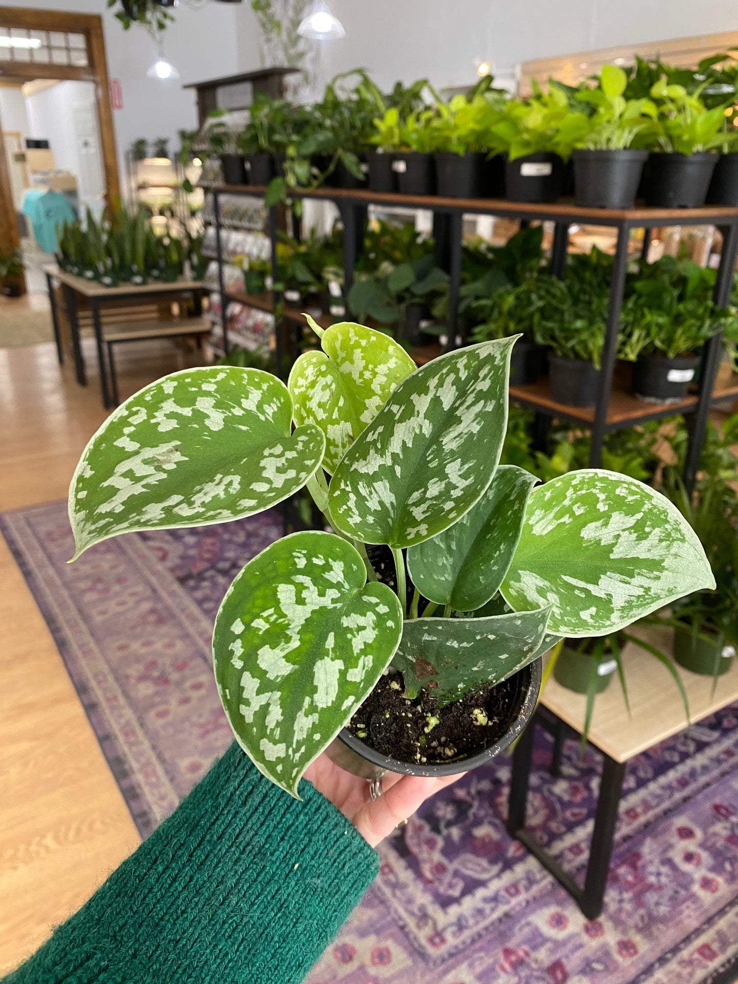 Scindapsus pictus ‘Silver Splash’ - 3.5" Pot