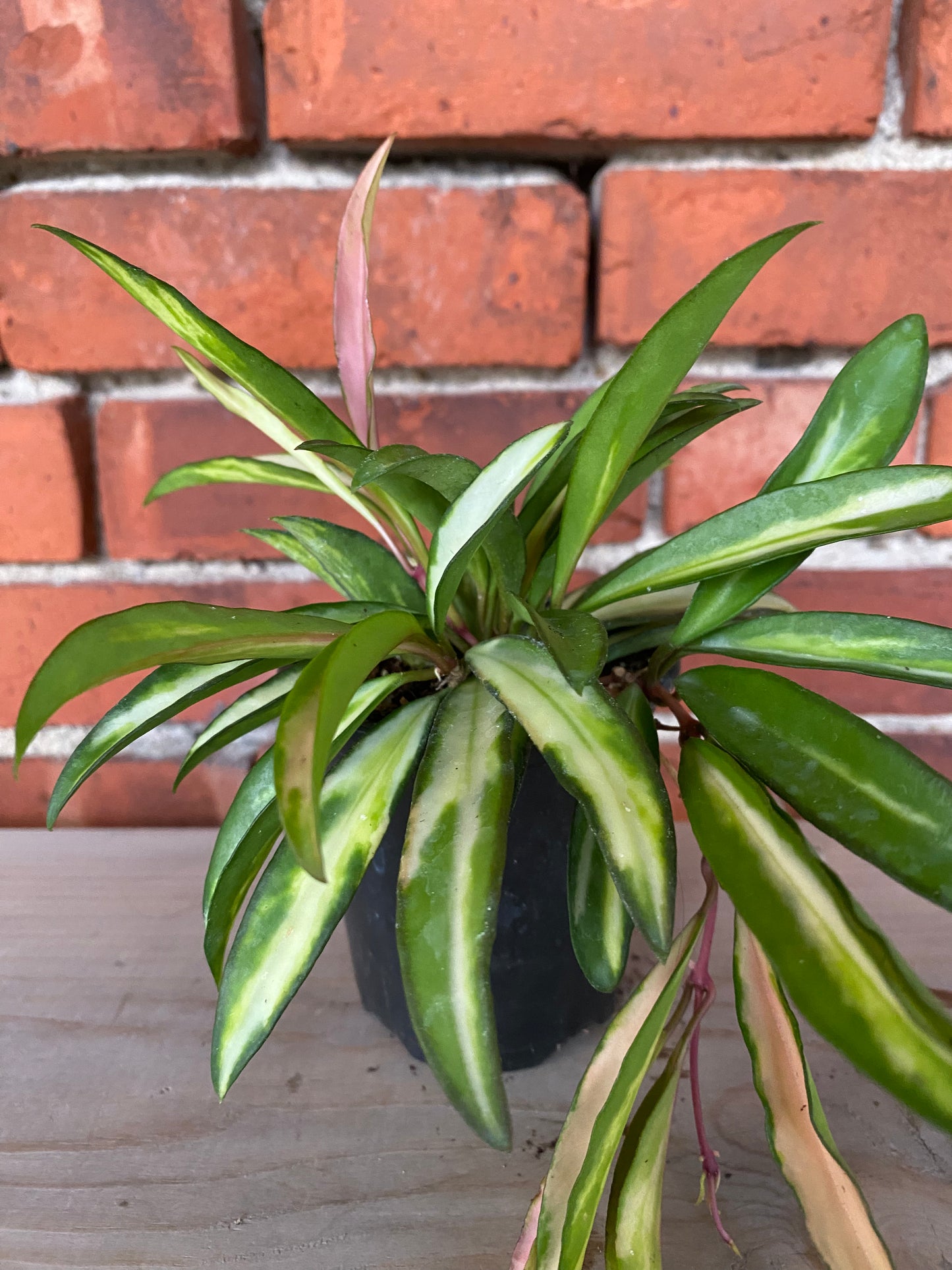 Hoya wayetti 'Tricolor'