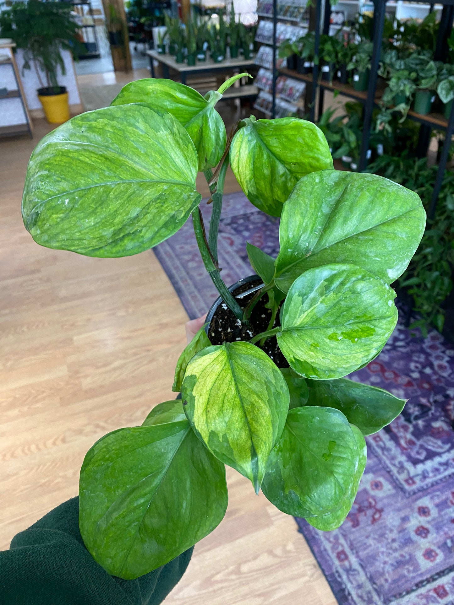 Epipremnum aureum 'Guacamole Pothos'