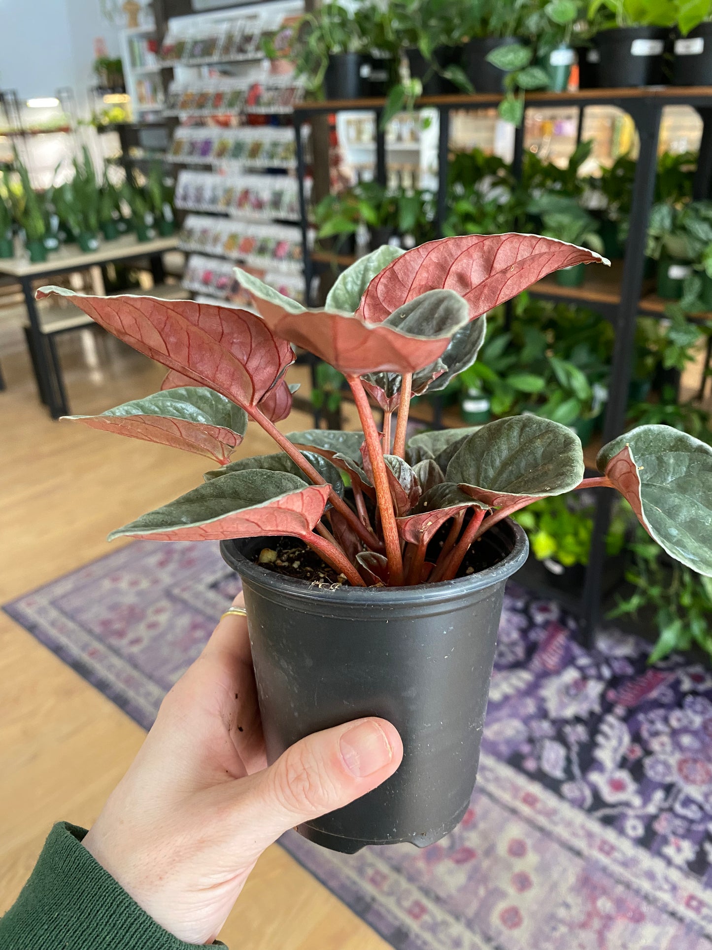 Peperomia 'Santiago' - 3" Pot