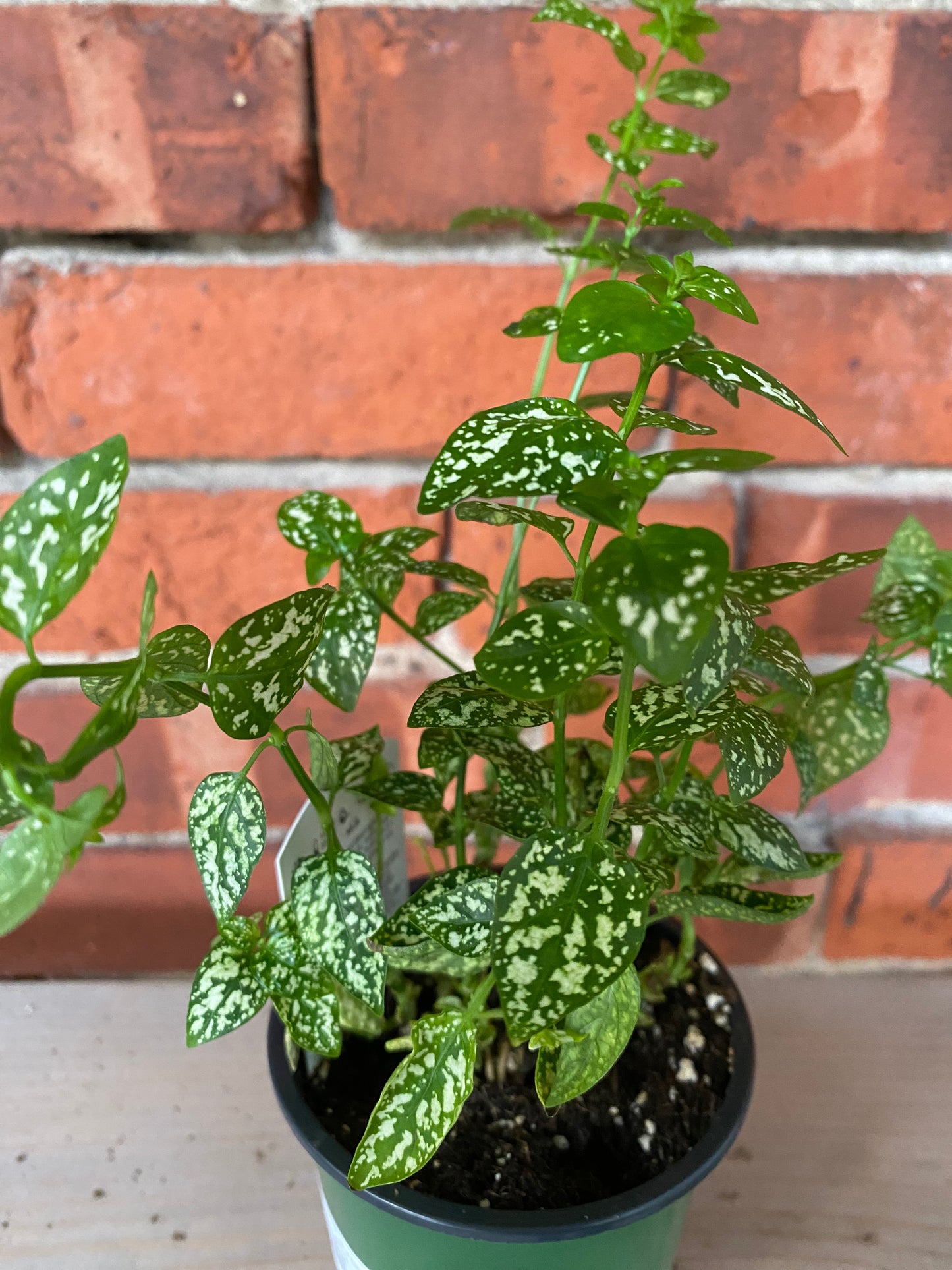 Hypoestes phyllostachya 'Polka Dot Plant' 3" Pot