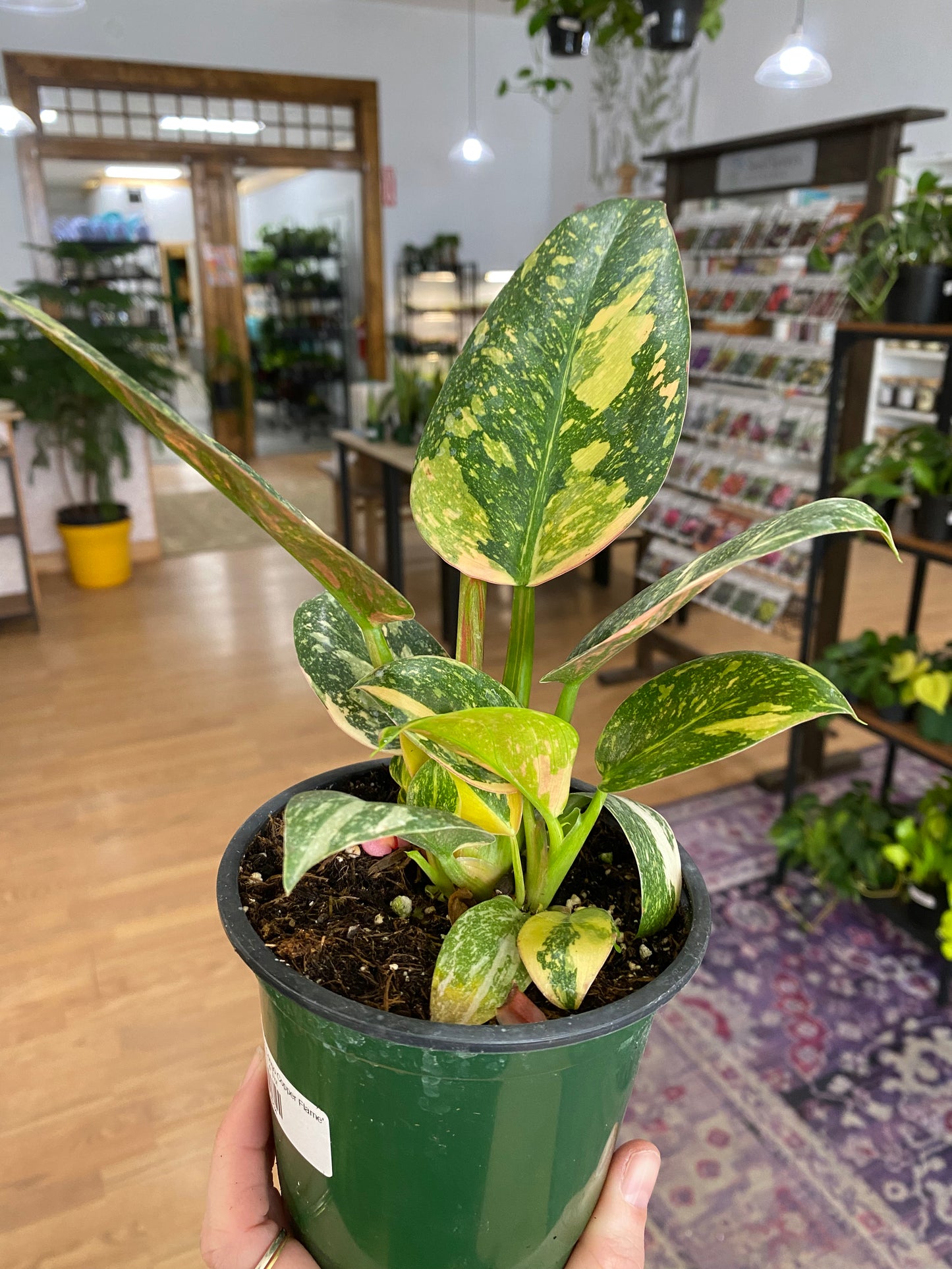Philodendron 'Green Congo Copper Flame' - 4" Pot