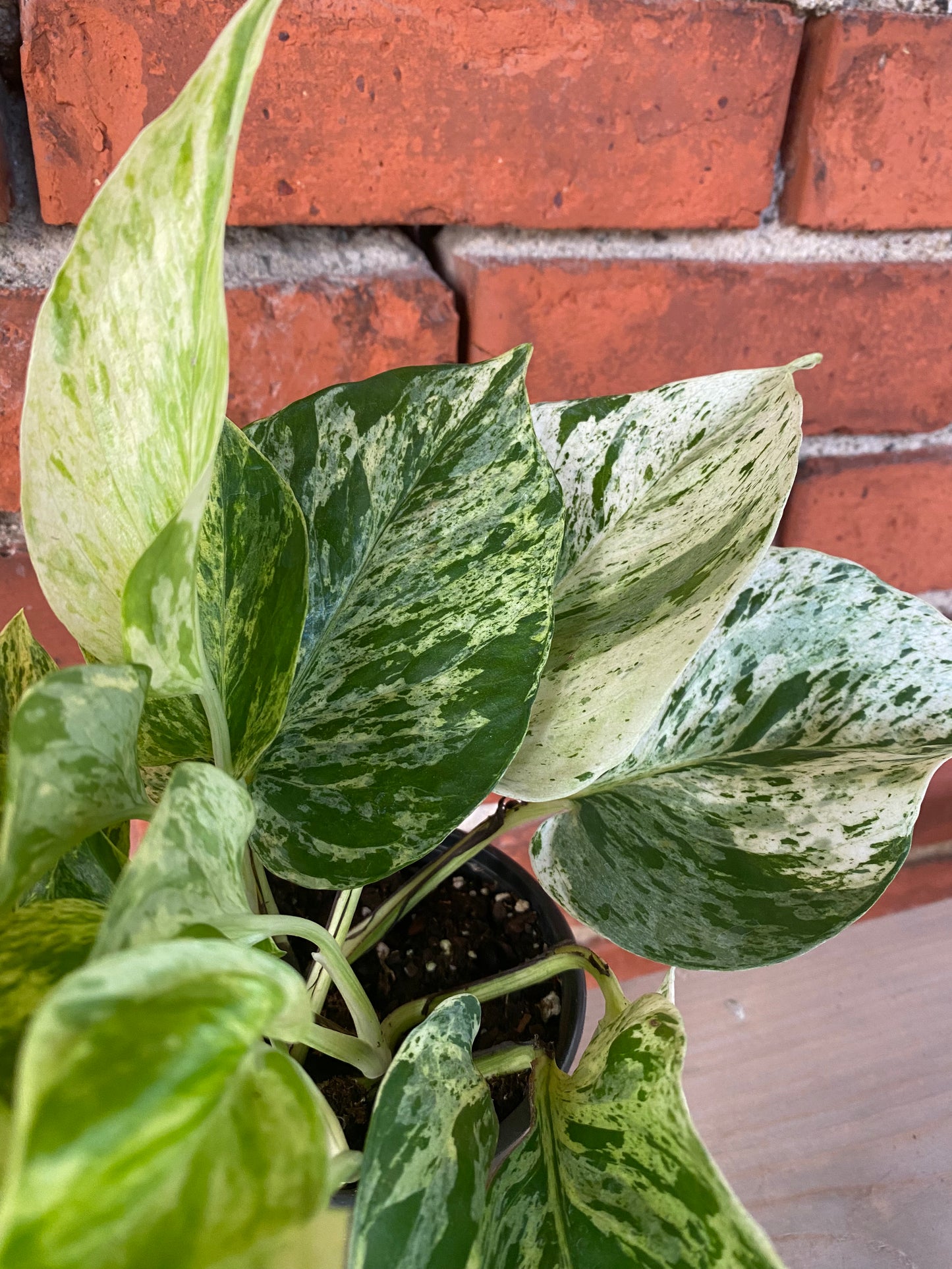 Epipremnum aureum 'Pothos Snow Queen'