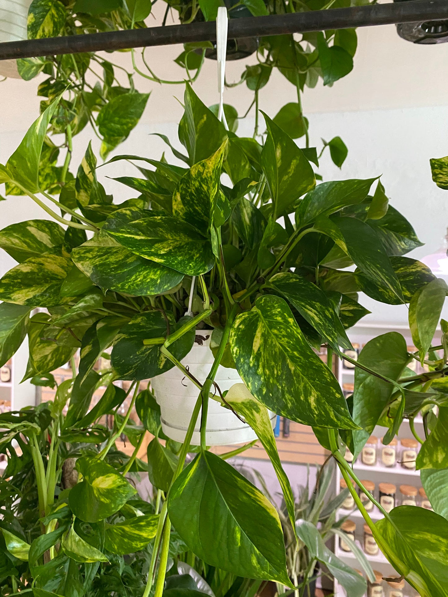 Epipremnum aureum 'Golden Pothos'