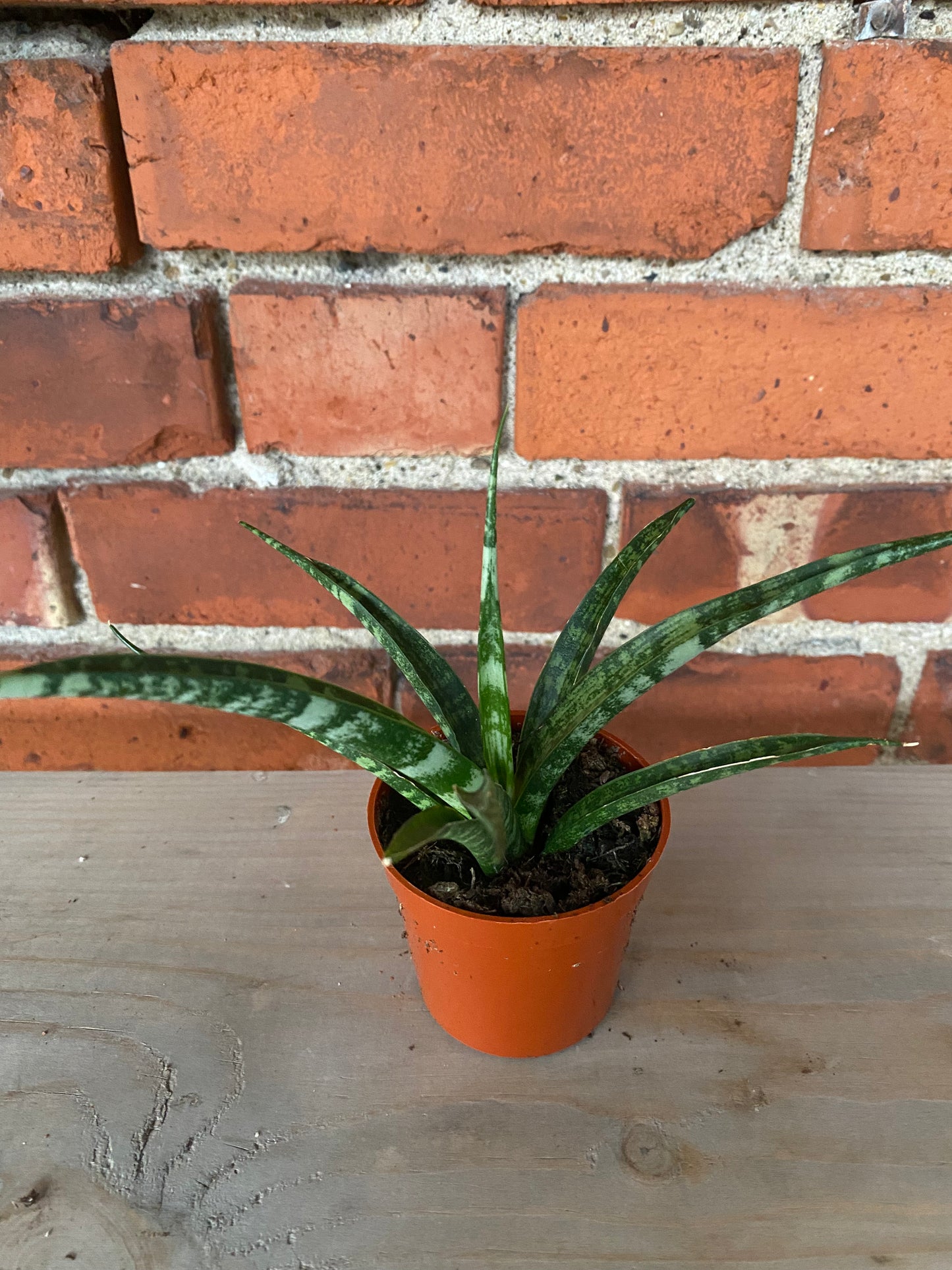 Sansevieria 'Fernwood'