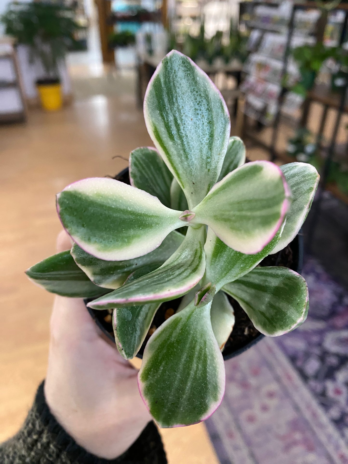 Crassula ovata 'Jade Variegated' - 3.5" Pot
