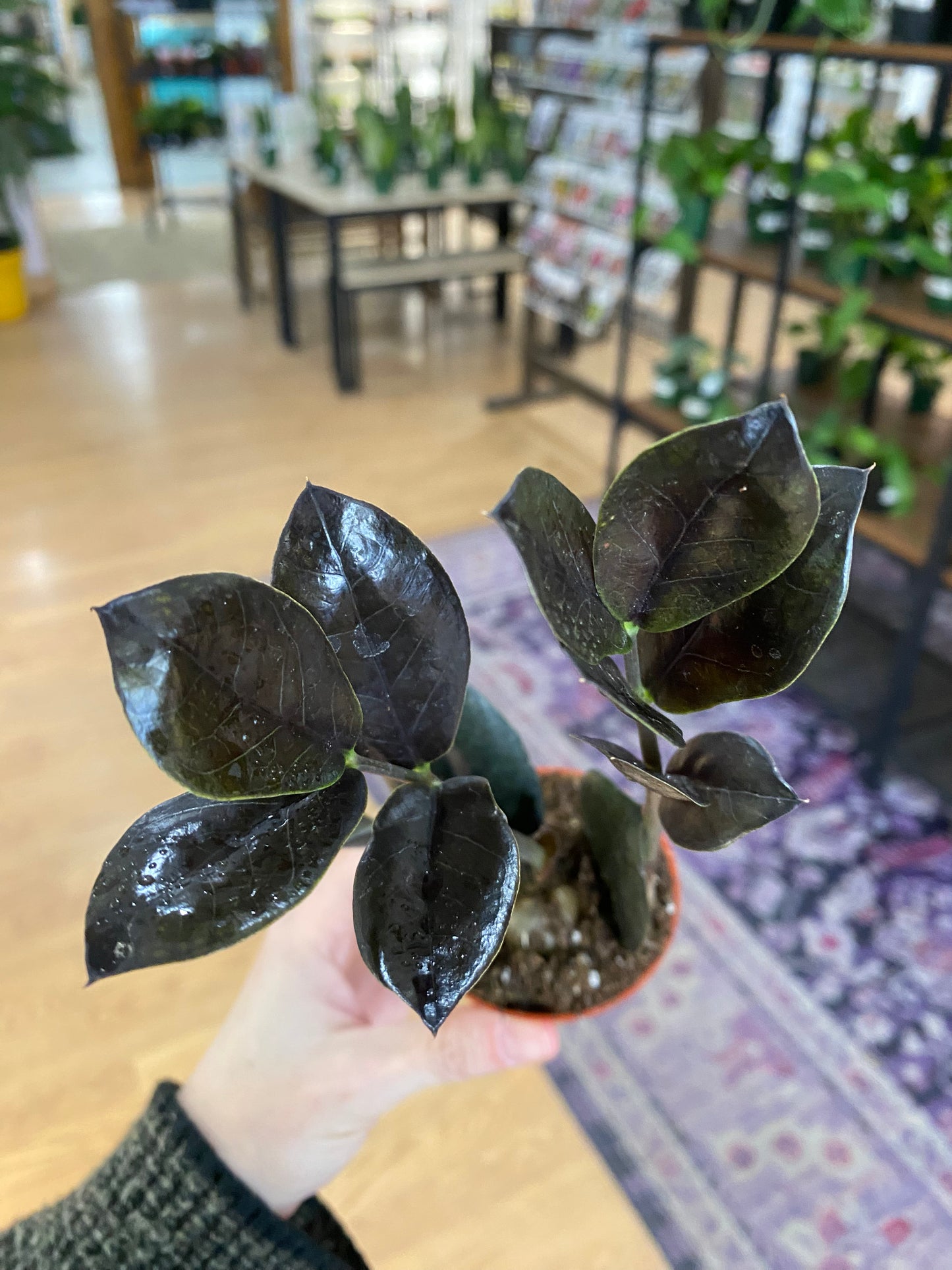 Zamioculcas zamiifolia ‘Oscuro Black ZZ' - 2.5" Pot