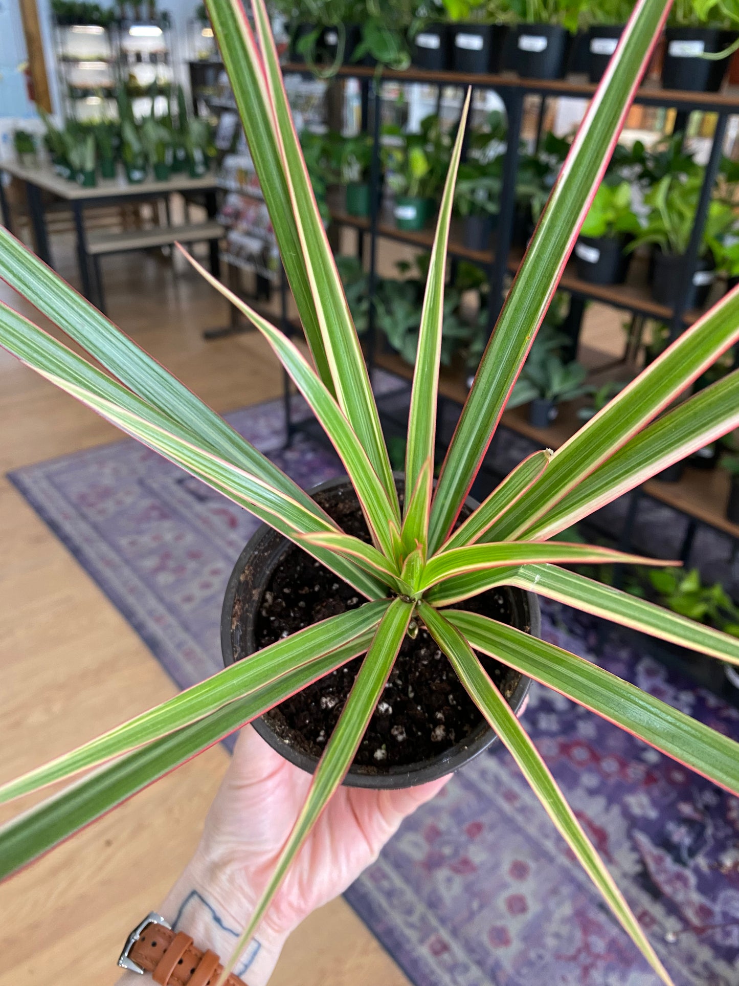 Dracaena Marginata 'Bi-color' - 4" Pot