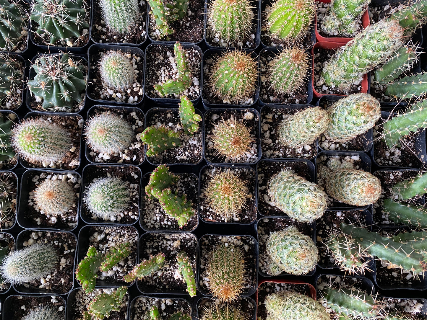 Cacti 'Assorted Varieties'