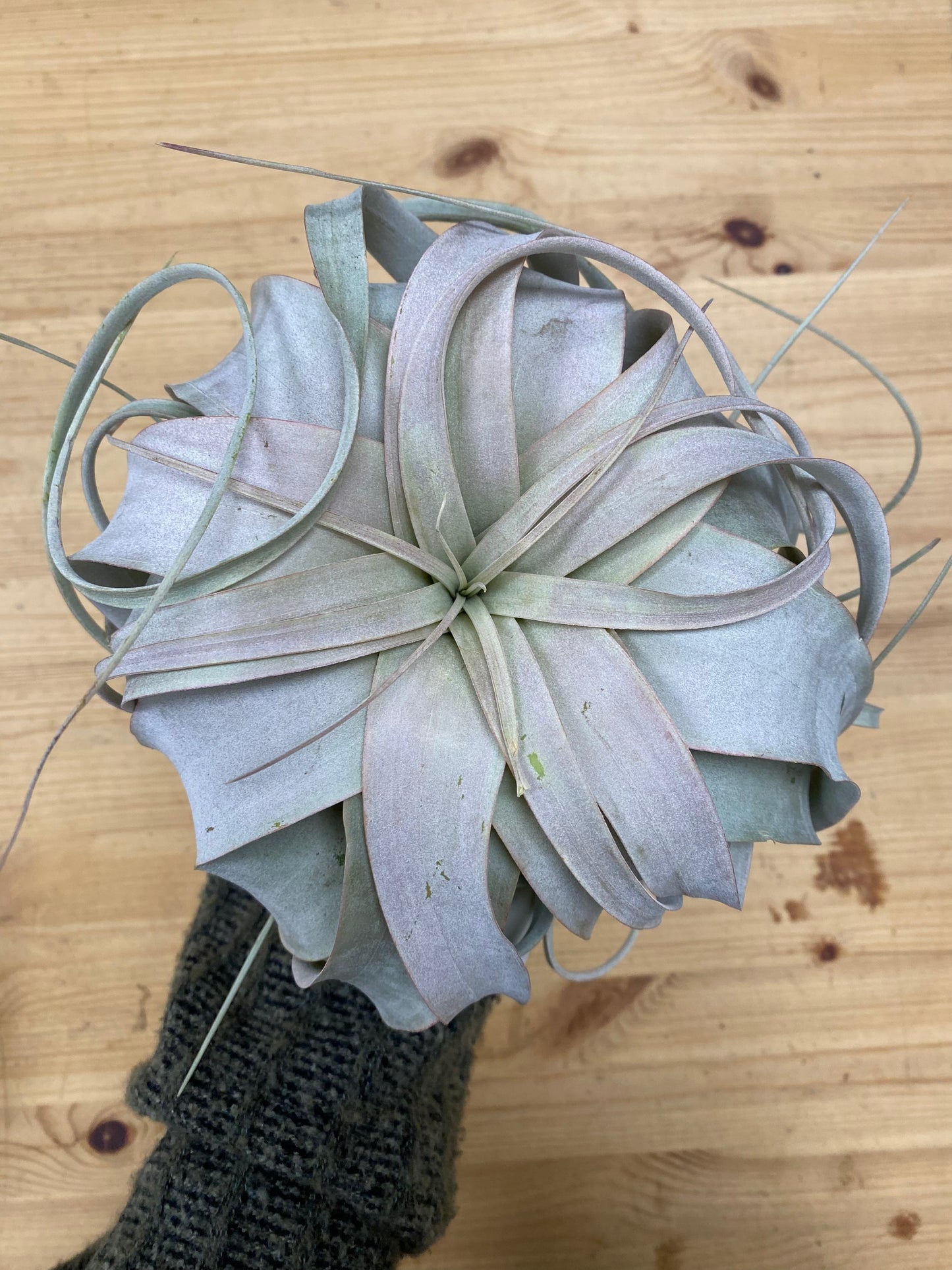 Tillandsia xerographica