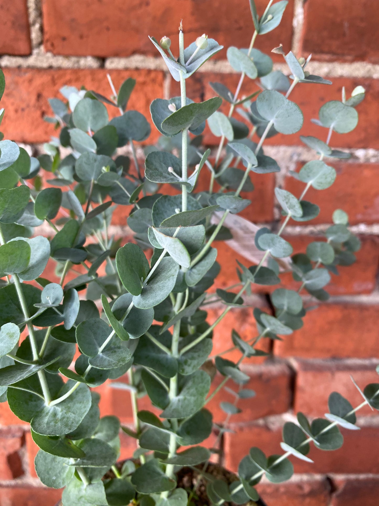 Eucalyptus 'Glacier' - 6" Pot