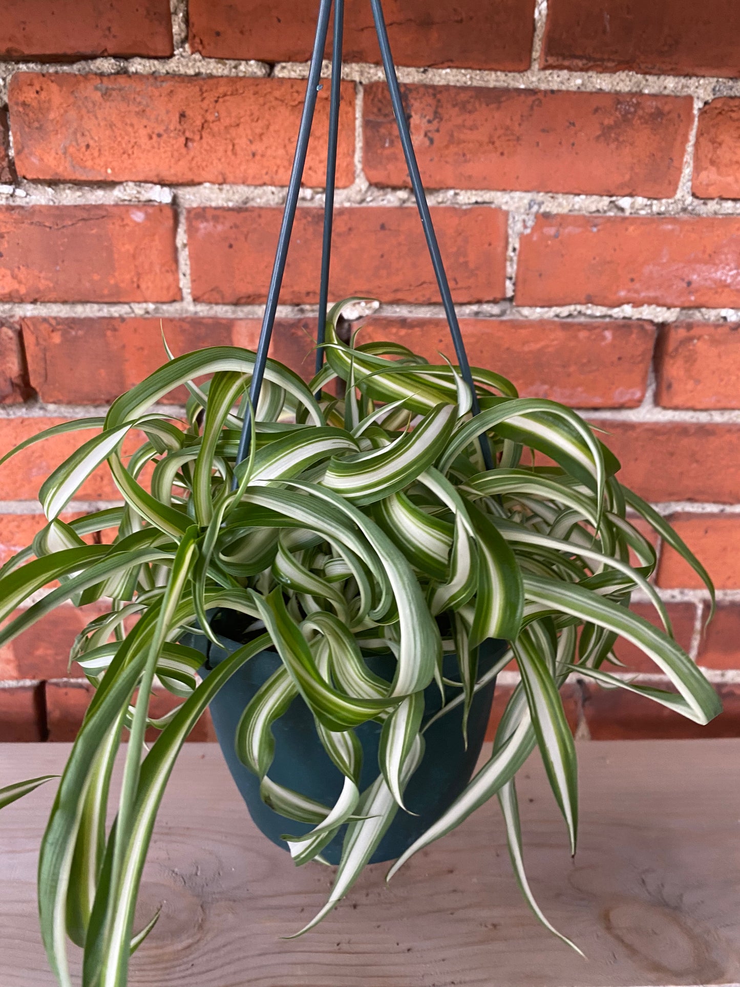 Chlorophytum comosum ‘Variegated Bonnie Spider Plant’