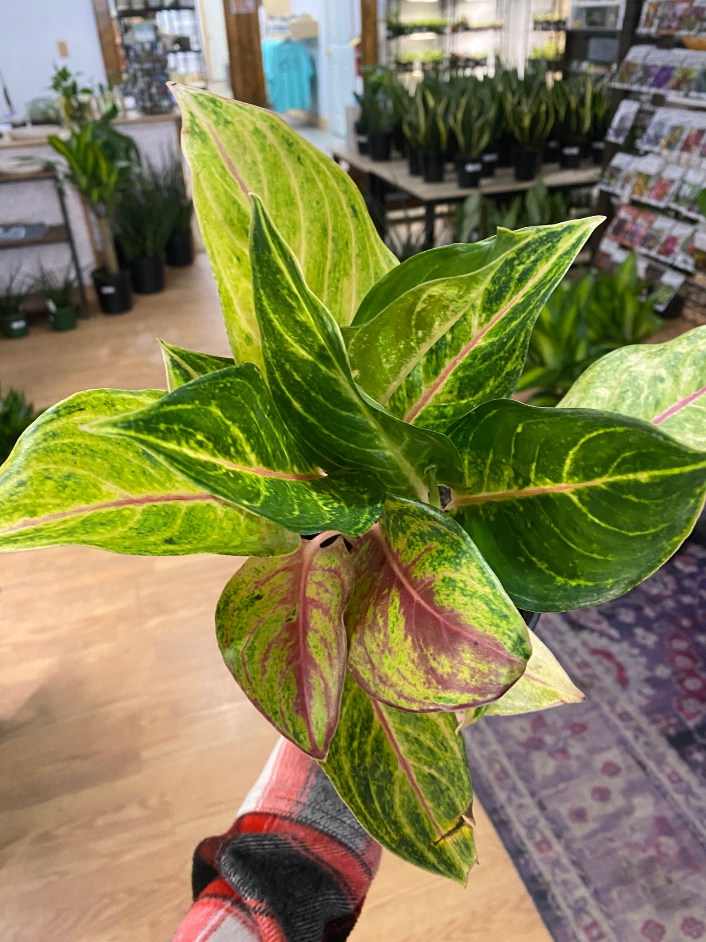 Aglaonema 'Golden Flourite' - 5.5" Pot