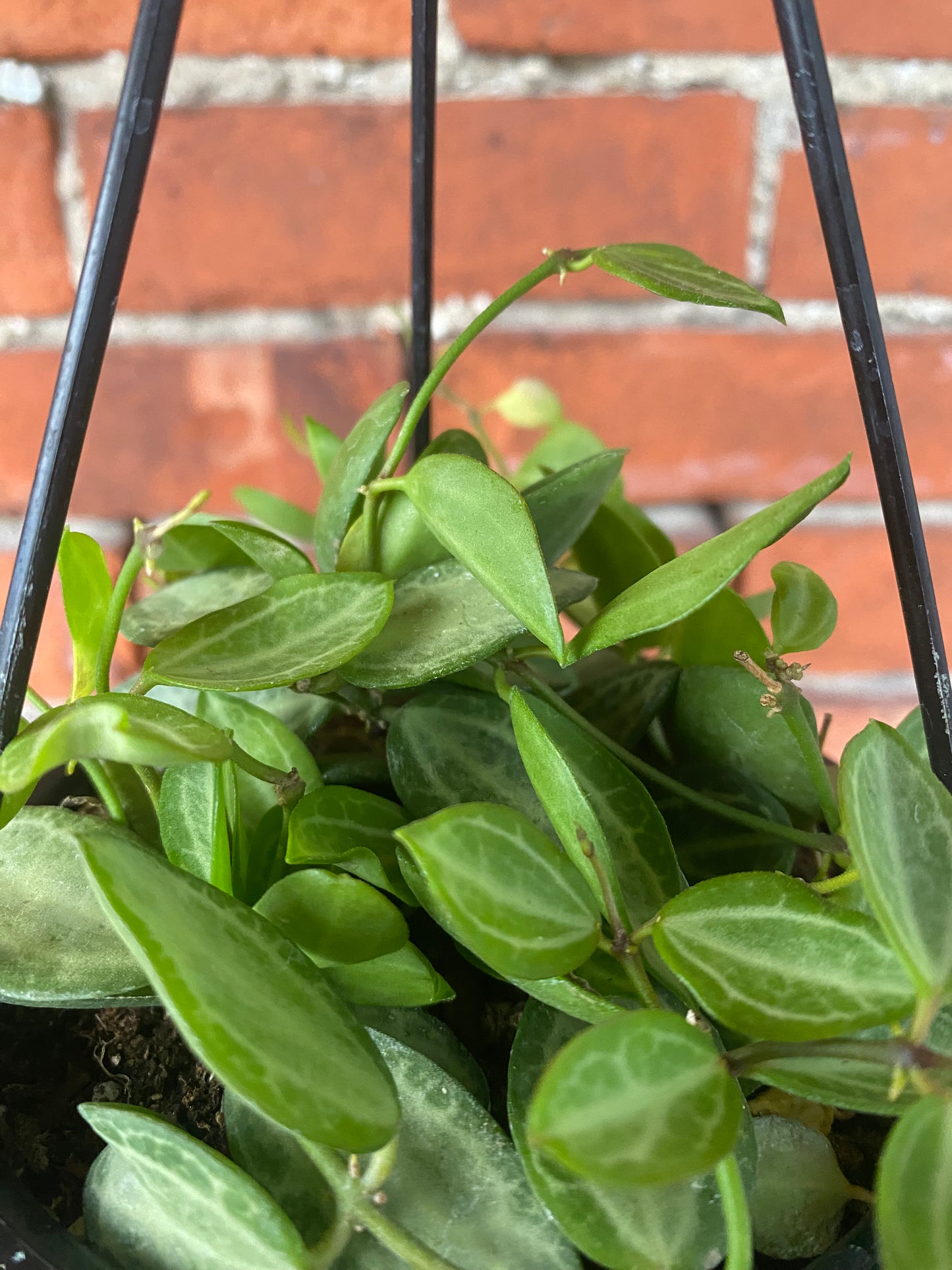 Dischidia ovata 'Watermelon' - 4" Hanging Basket