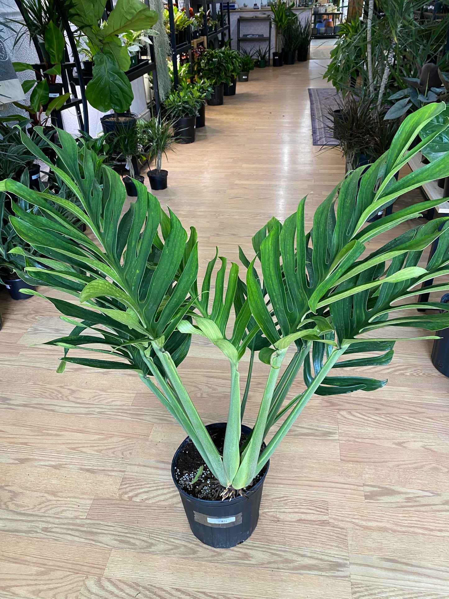 Monstera pinnatipartita