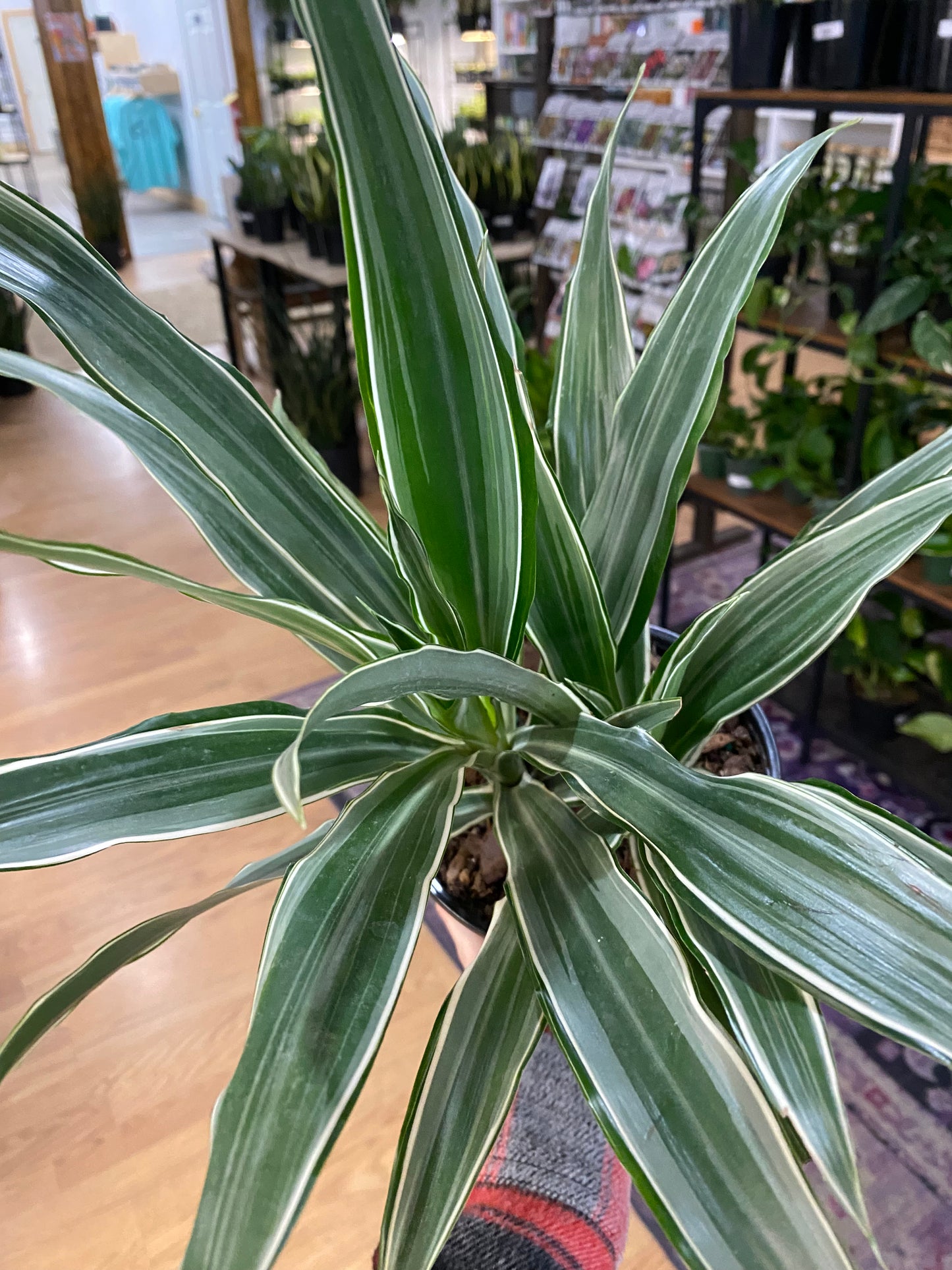 Dracaena warneckii 'Jumbo' -6" Pot