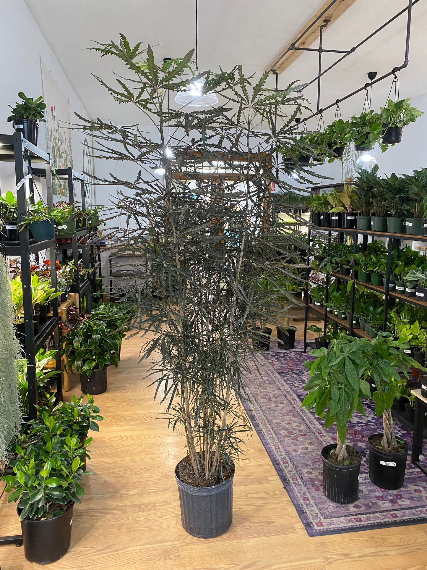 Aralia elegantissima