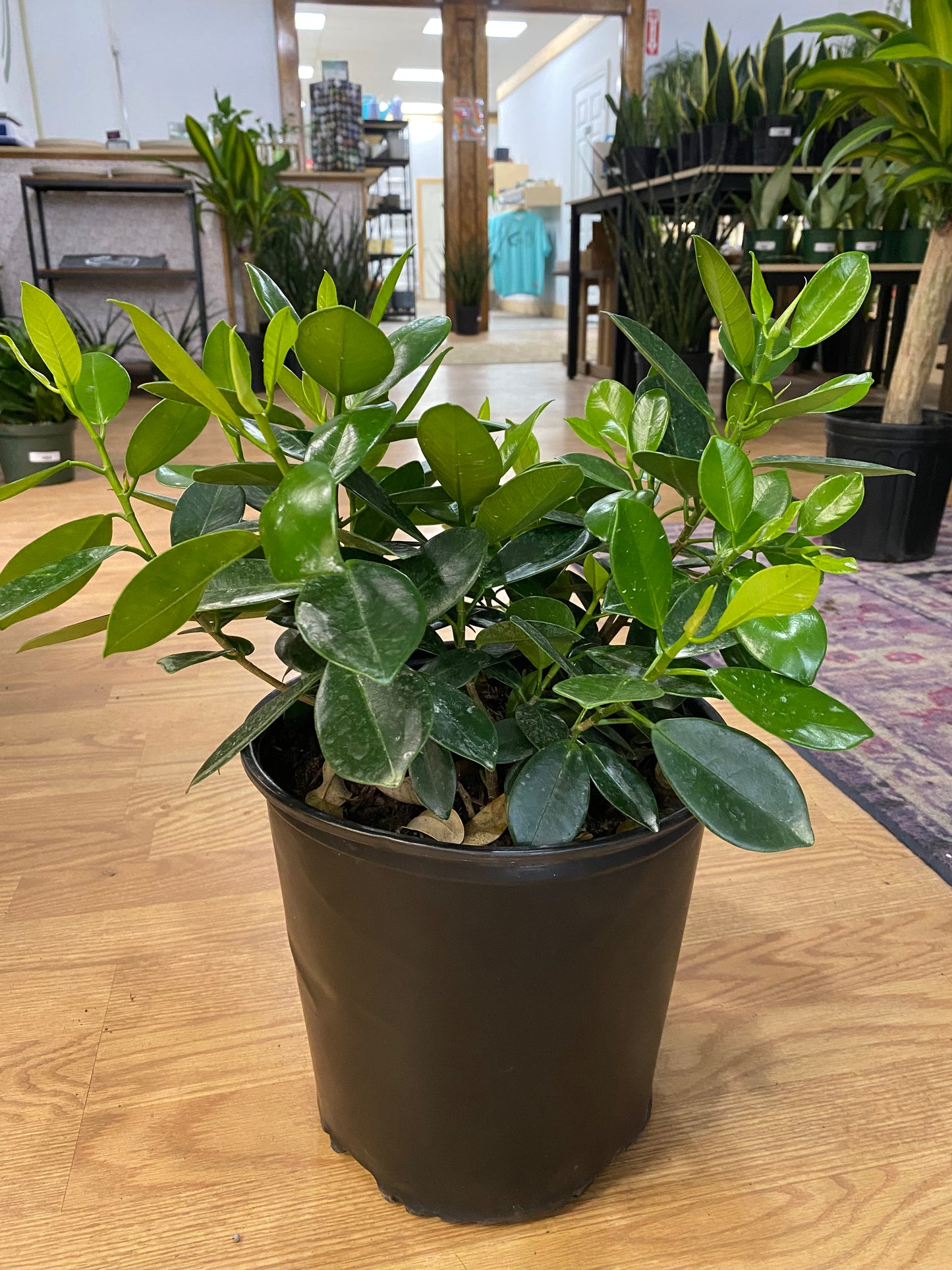 Ficus microcarpa 'Green Island'