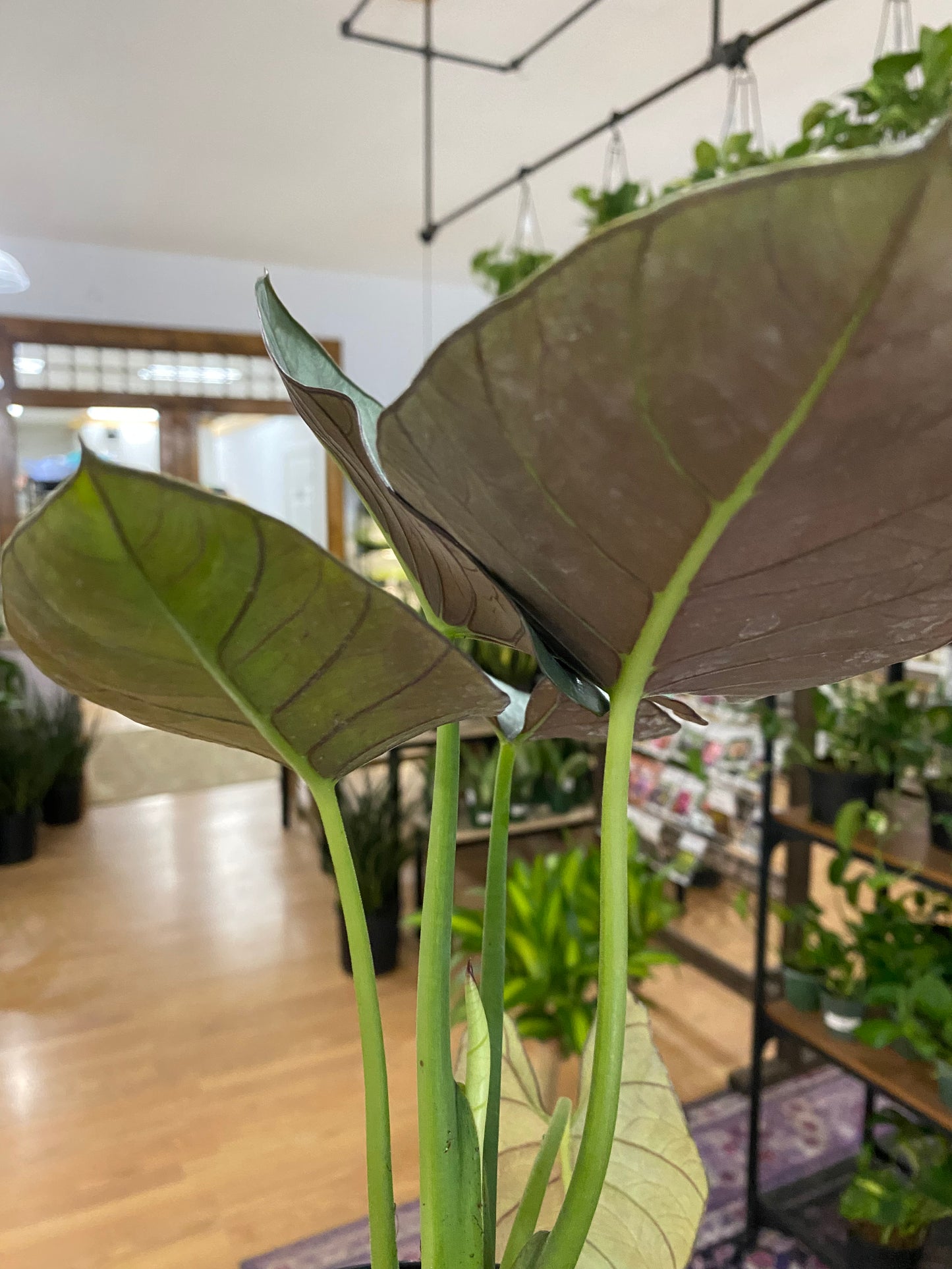 Alocasia reginae - 6" Pot