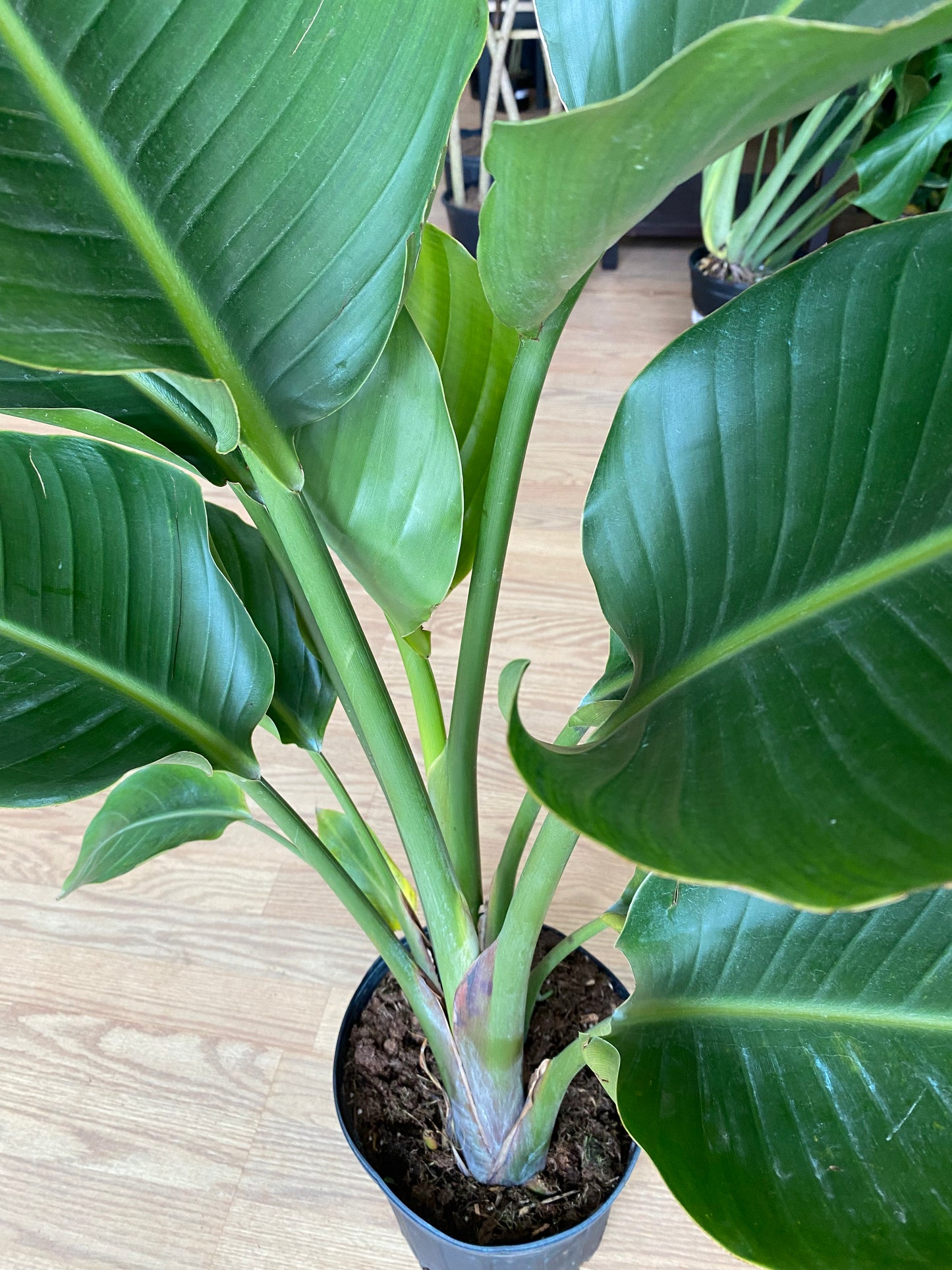 Strelitzia nicolai ‘White Bird of Paradise’