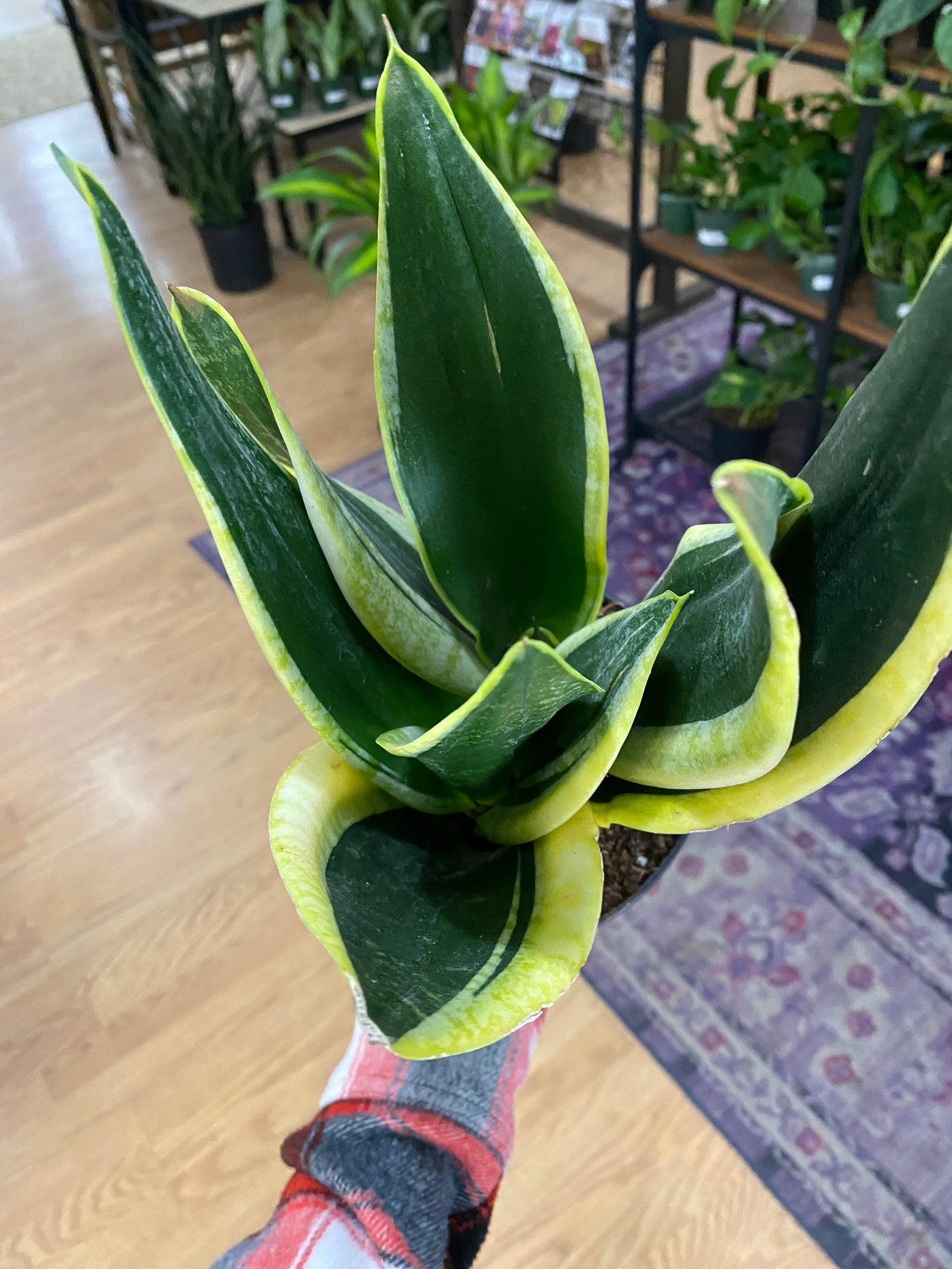 Sansevieria ‘Black Gold Superba' - 6"Pot