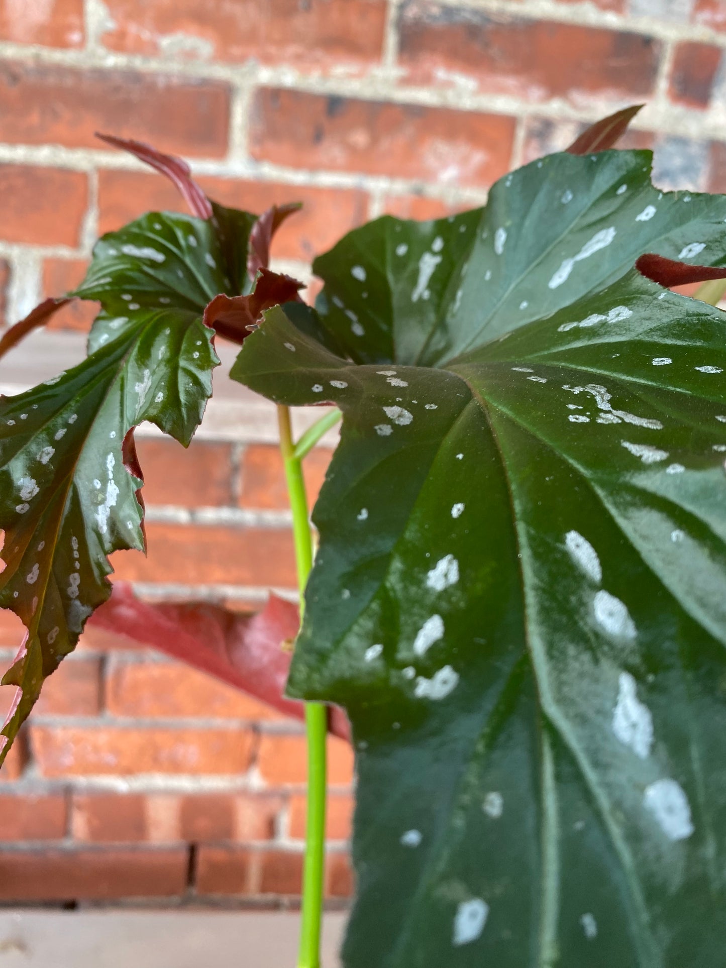 Begonia maculata 'Silver Mist' - 6" Pot