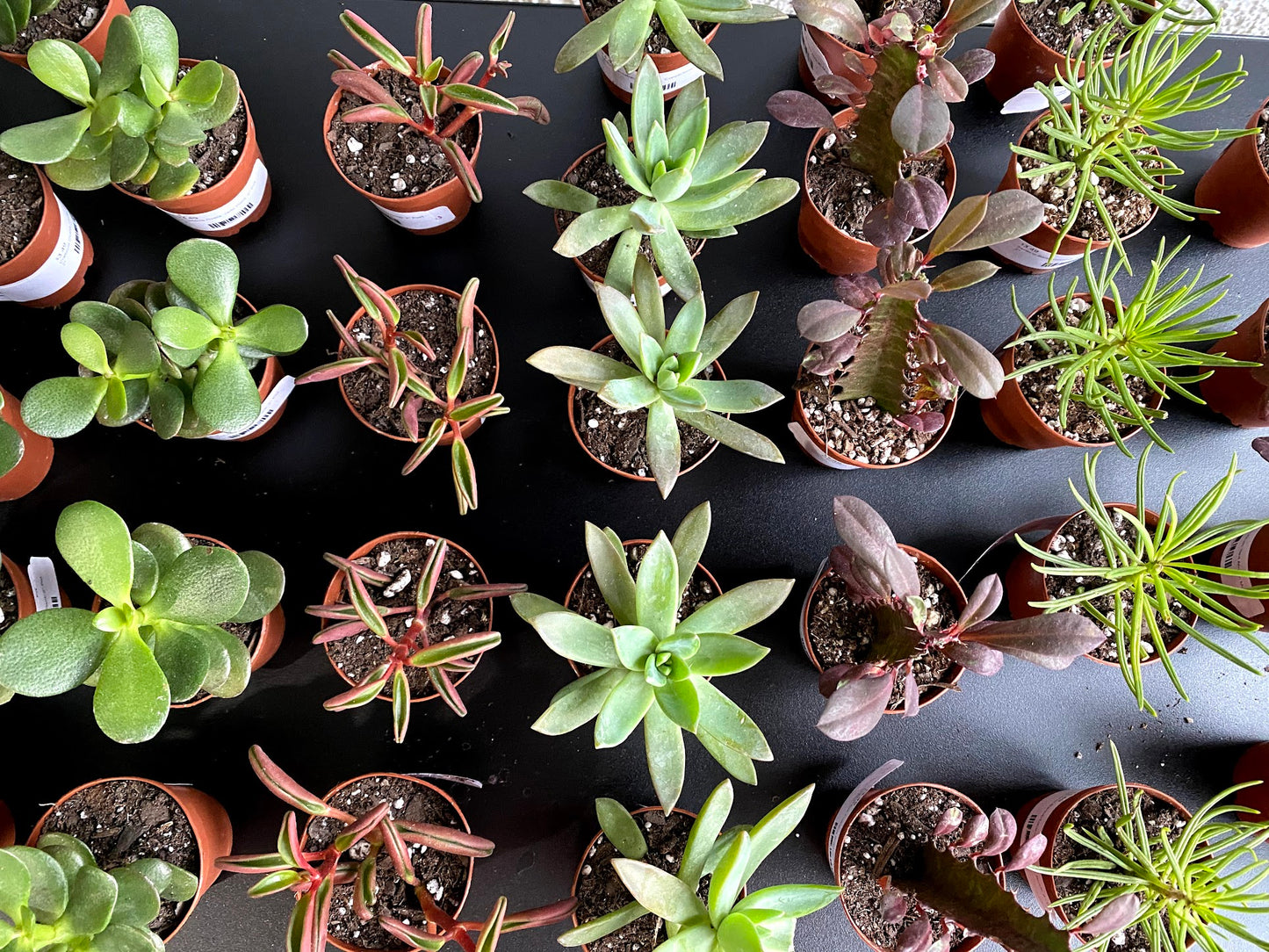 Succulents 'Assorted Varieties'