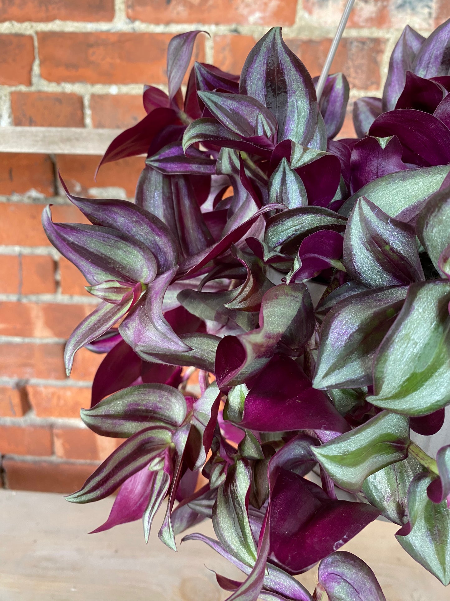 Tradescantia ‘Wandering Purple' - 6.5 " Hanging Basket