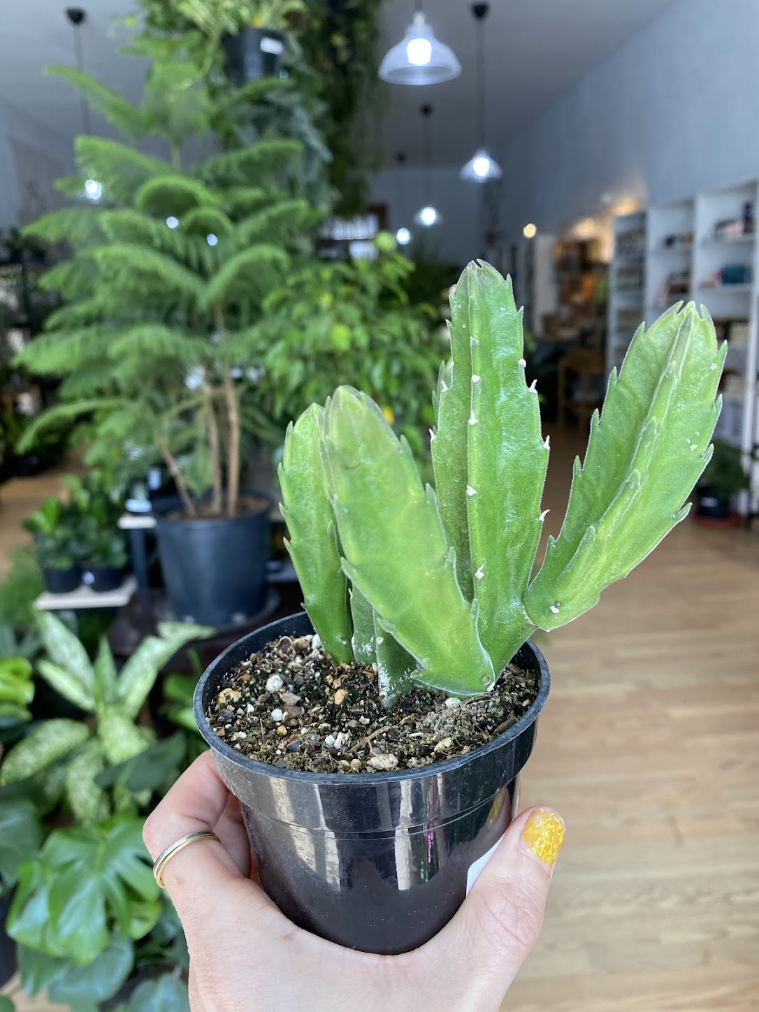 Stapelia hirsuta ' Starfish Cacti' - 3" Pot  Snakeroot Botanicals