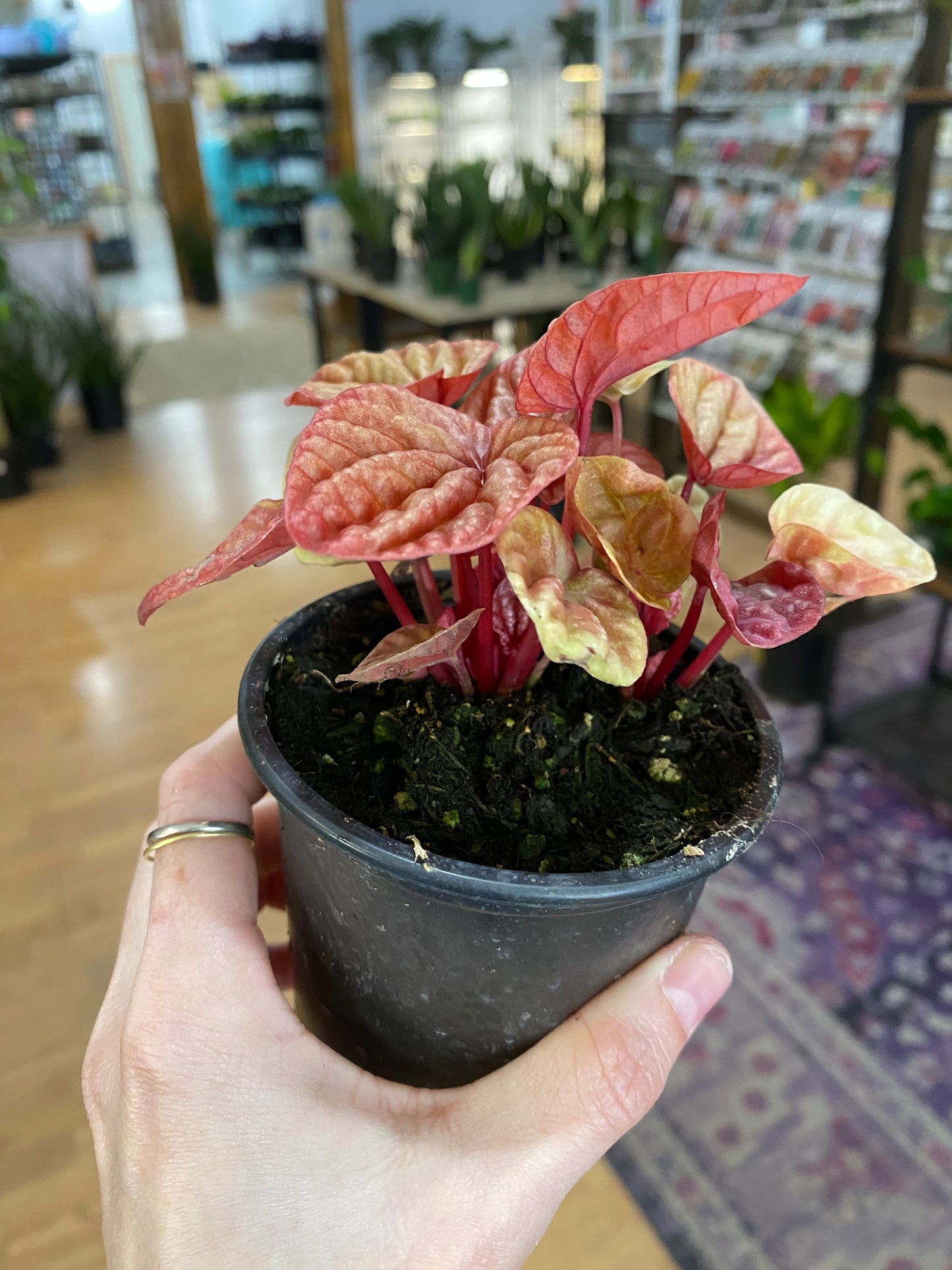 Peperomia 'Quito' - 3" Pot
