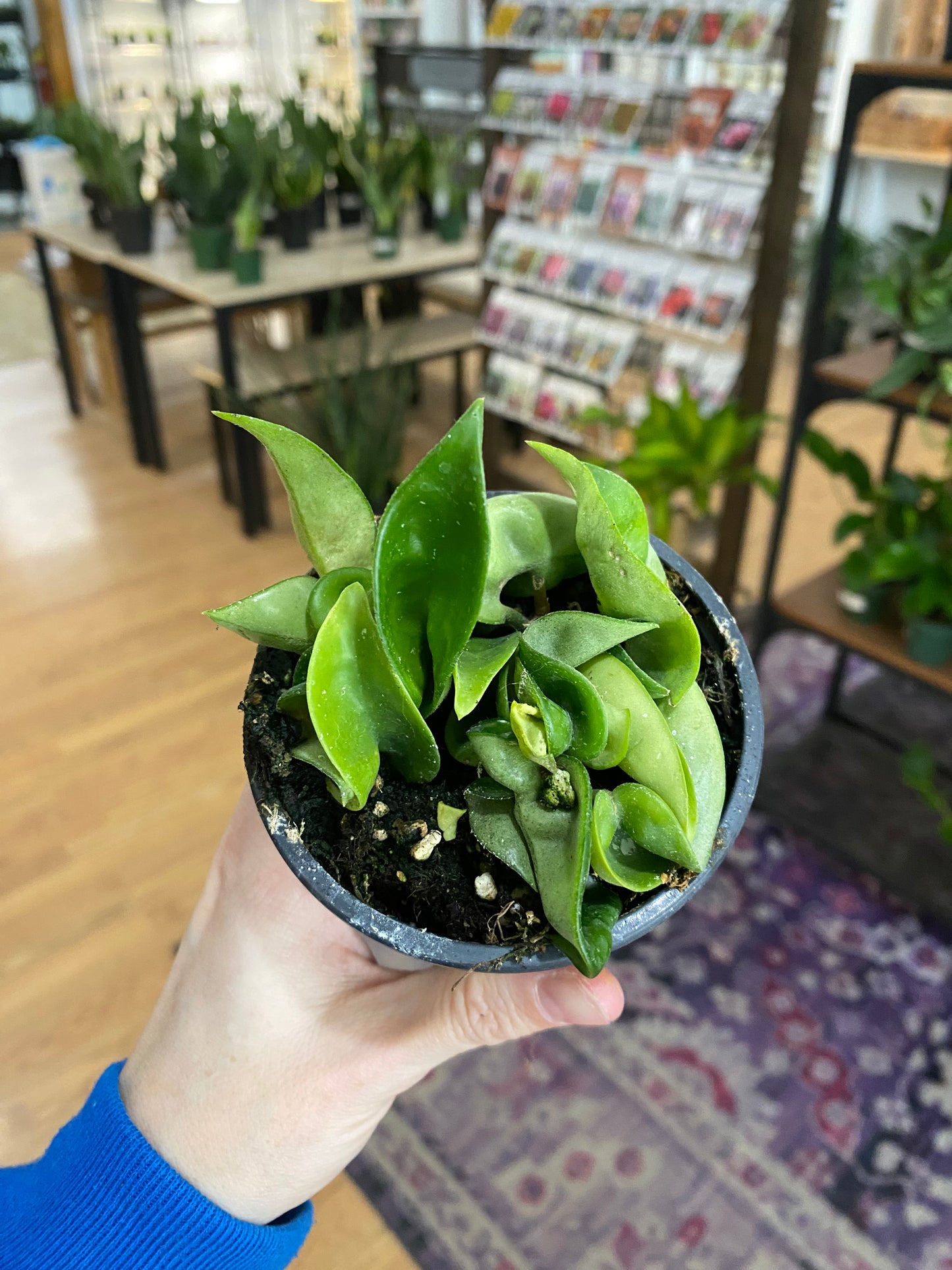 Hoya carnosa compacta ‘Hindu Rope Plant’ - 3" Pot