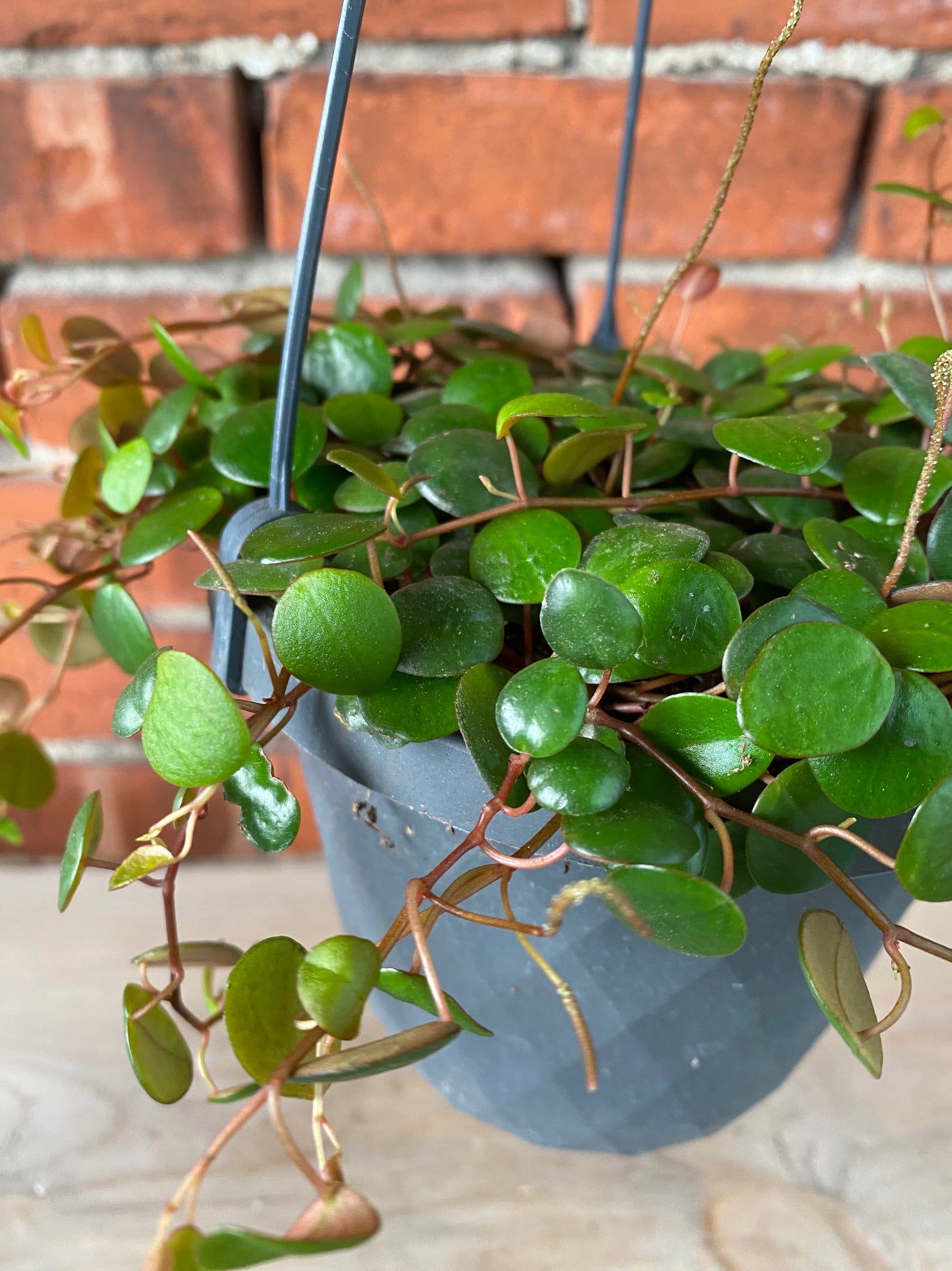 Peperomia ‘Pepperspot’ - 5" Hanging Basket