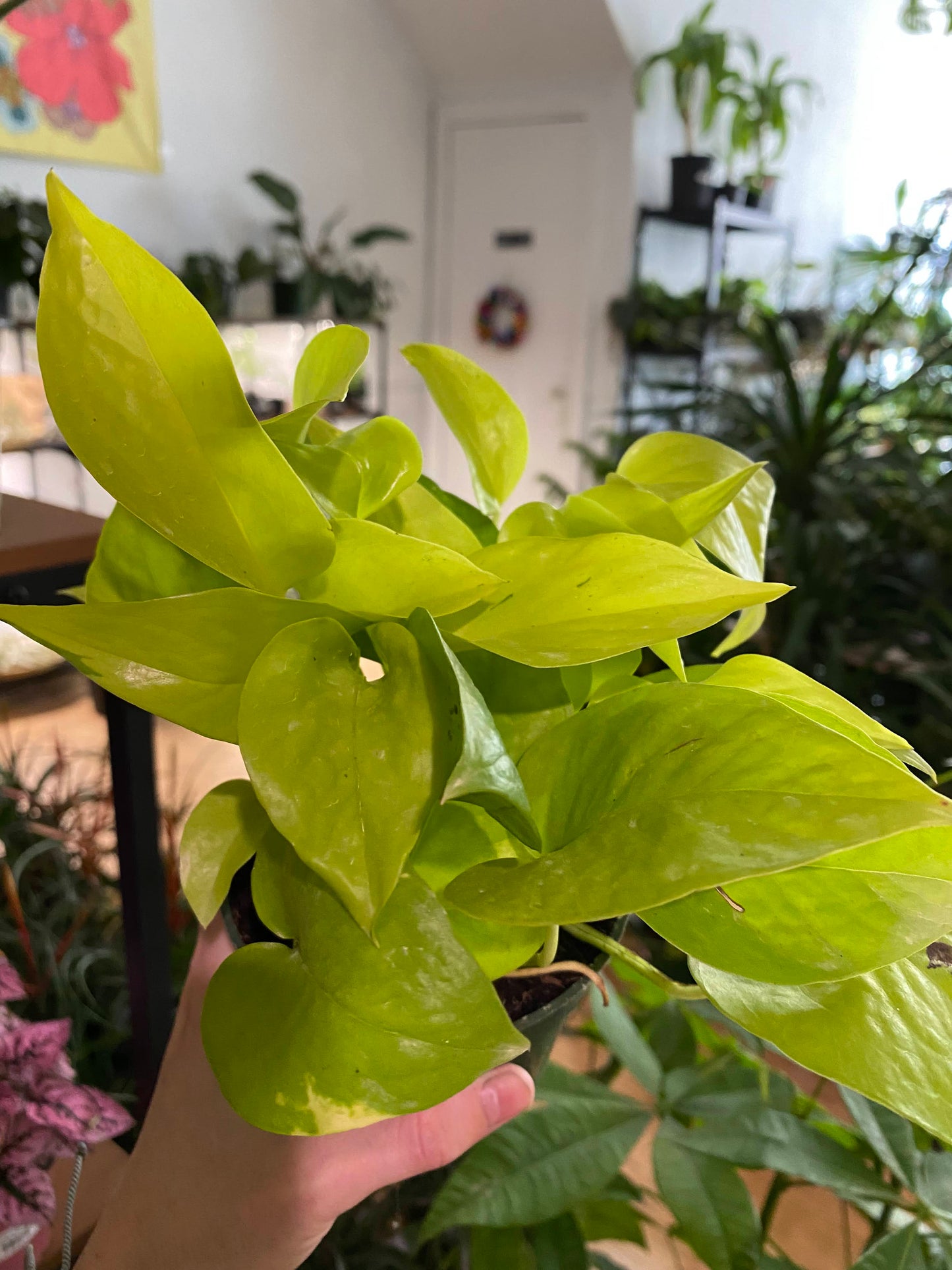 Epipremnum Aureum ‘Pothos Neon’