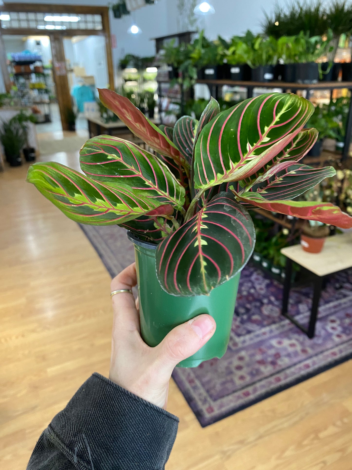 Maranta Red "Prayer Plant"