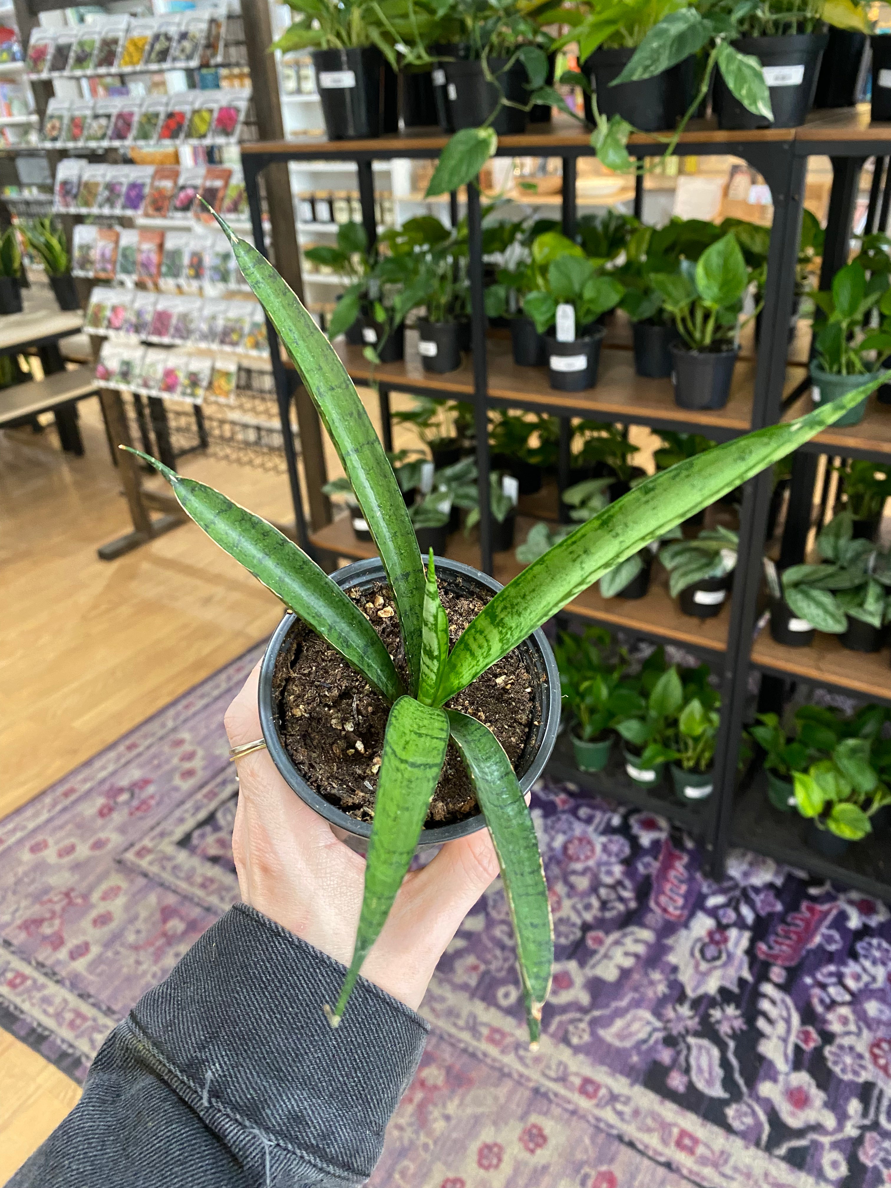 amazon sansevieria Sansevieria trifasciata 'Pineapple'