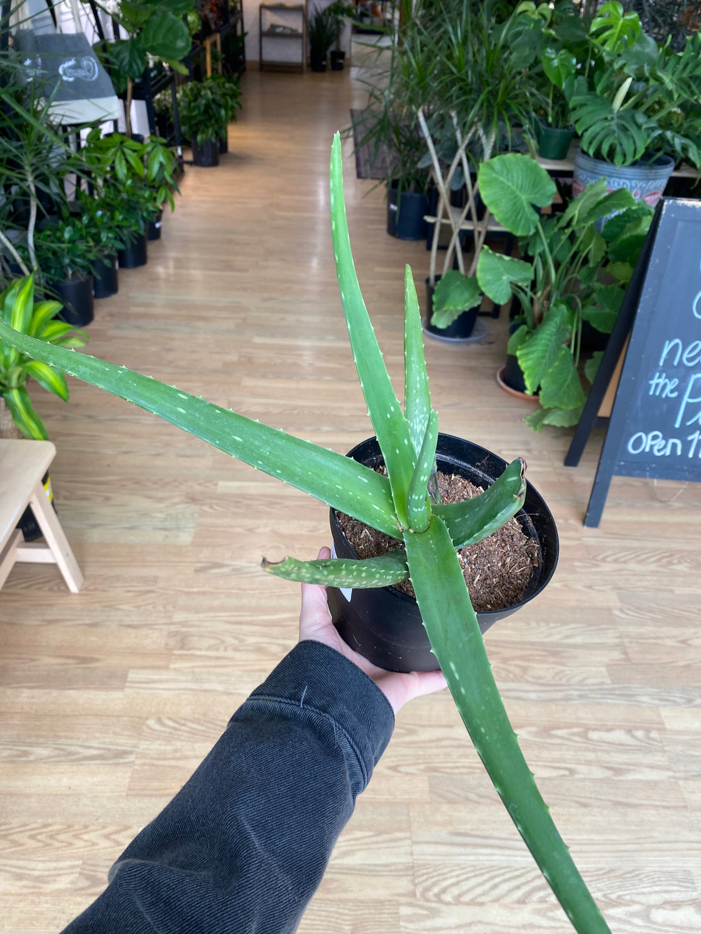 Aloe barbadensis miller 'Aloe Vera'