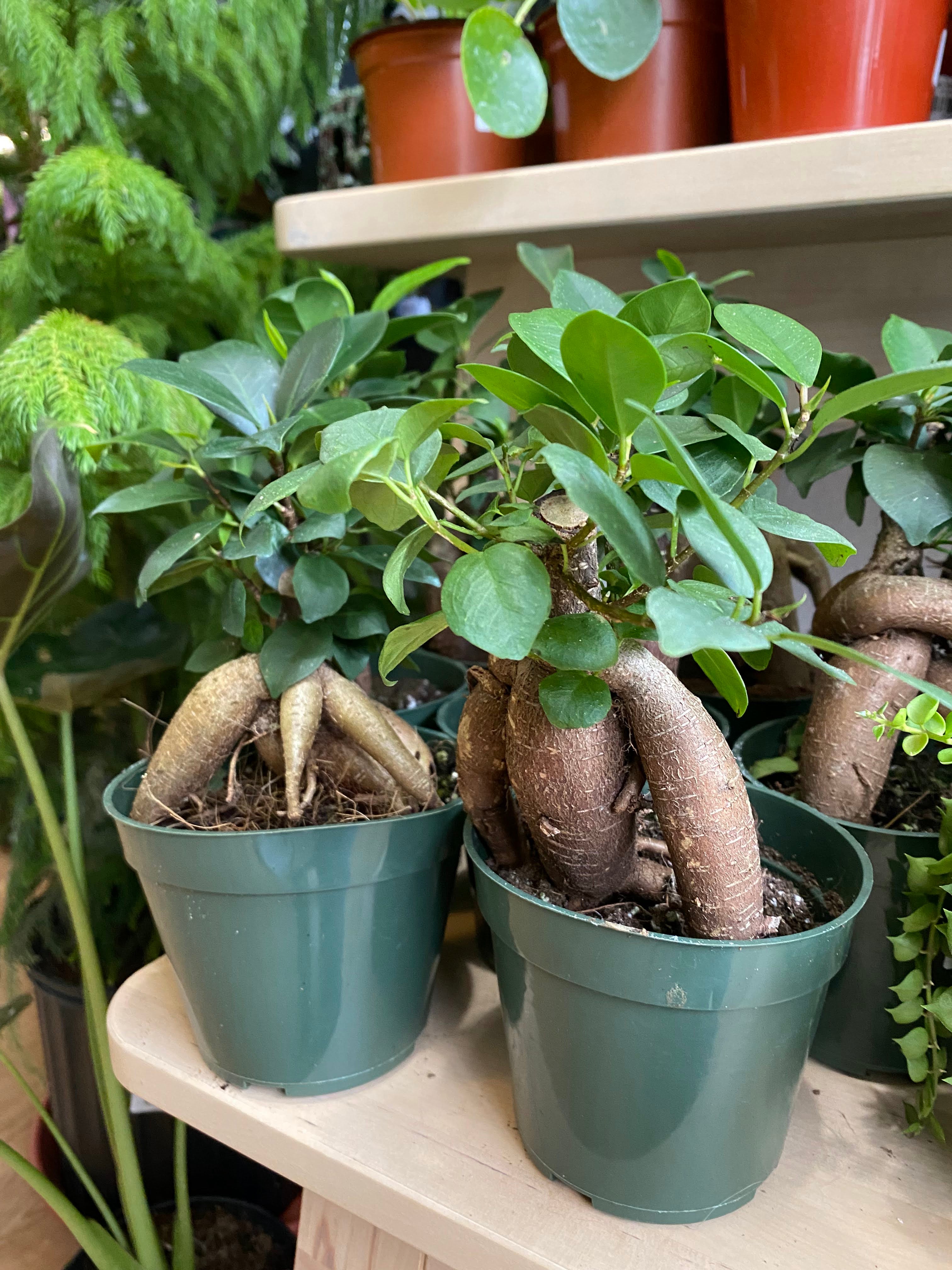 Ficus Retusa 'Microcarpa Ginseng' – Snakeroot Botanicals