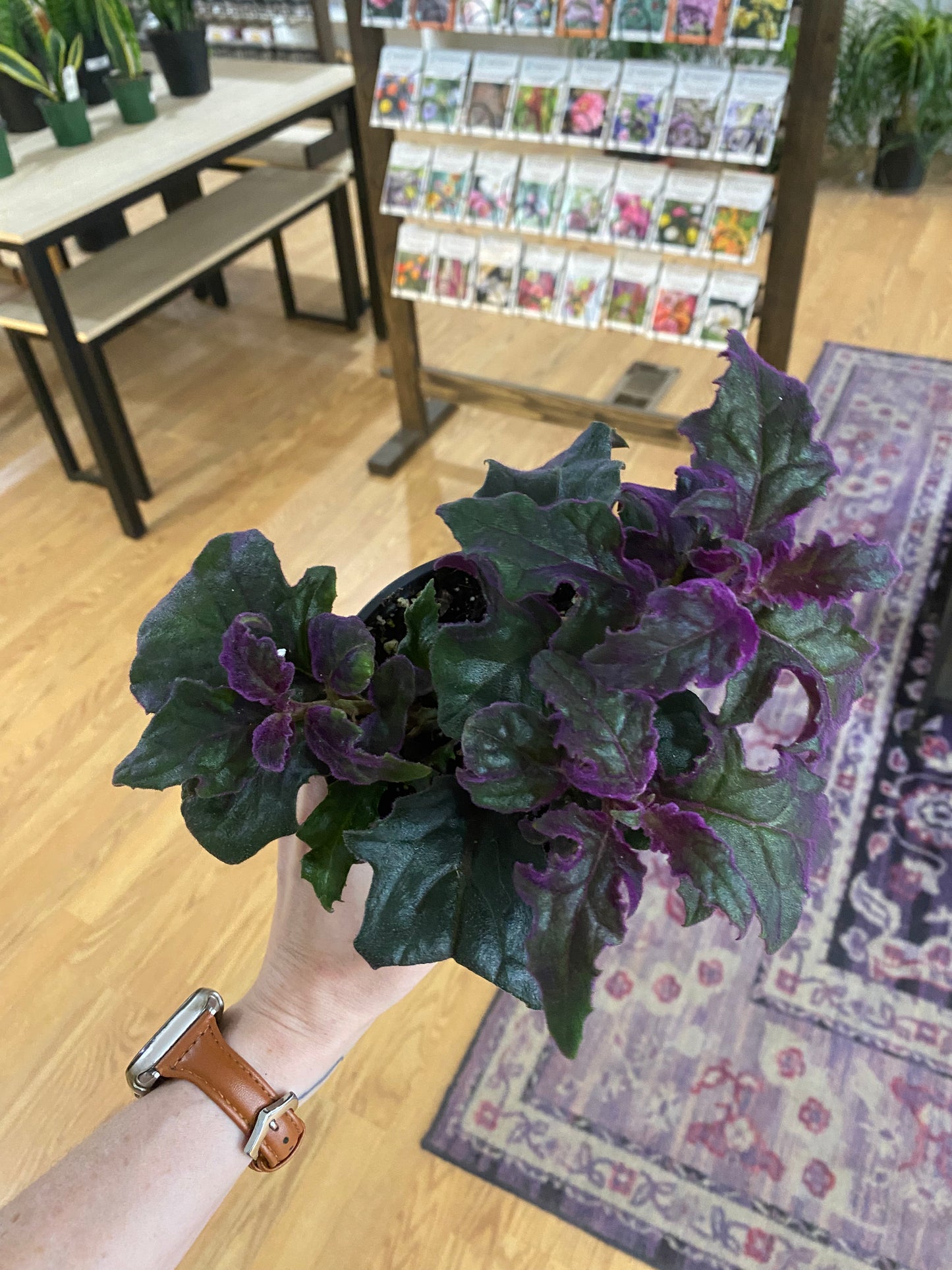 Gynura Aurantiaca 'Purple Passion'