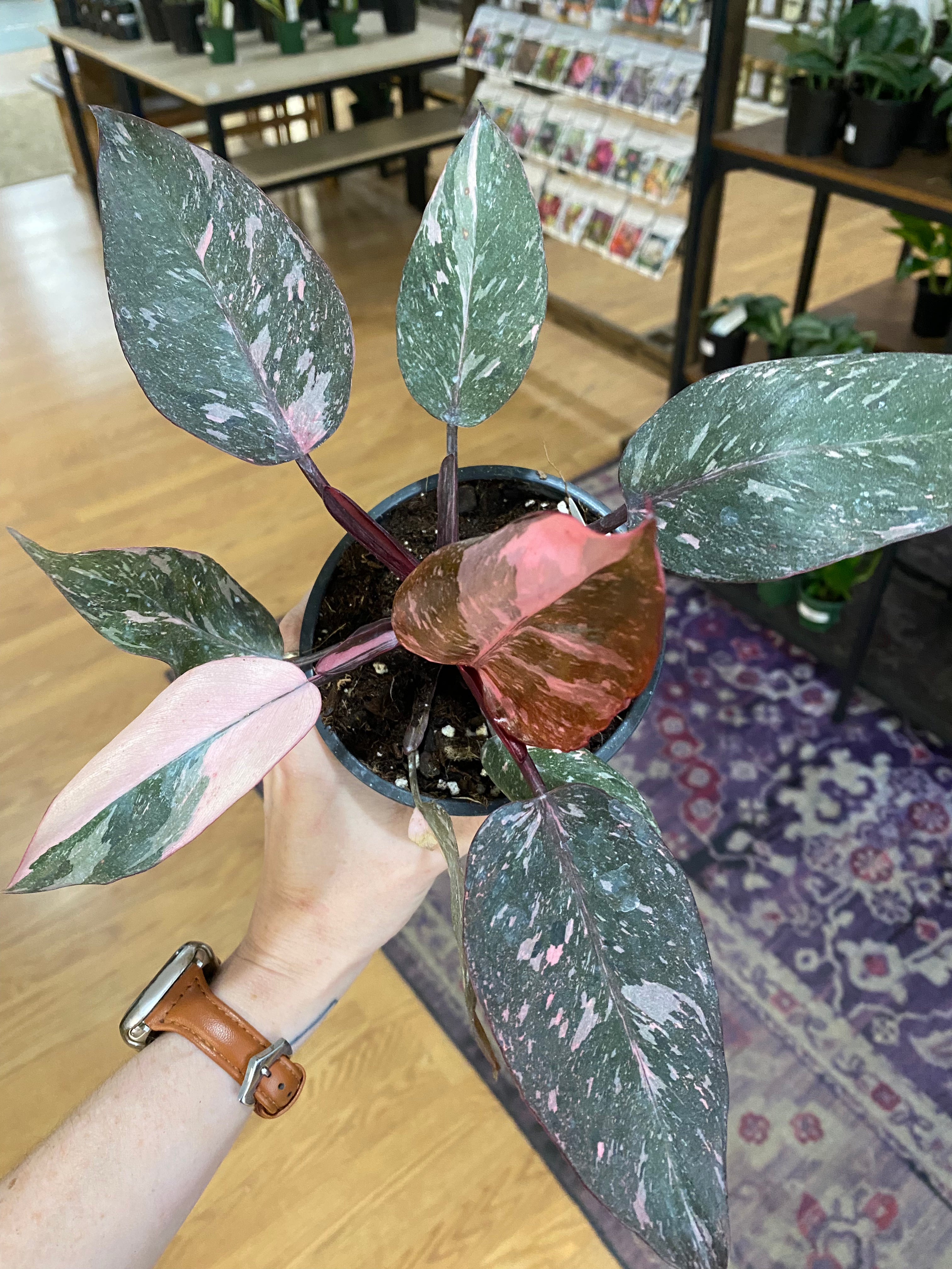 Philodendron 'Pink Princess'