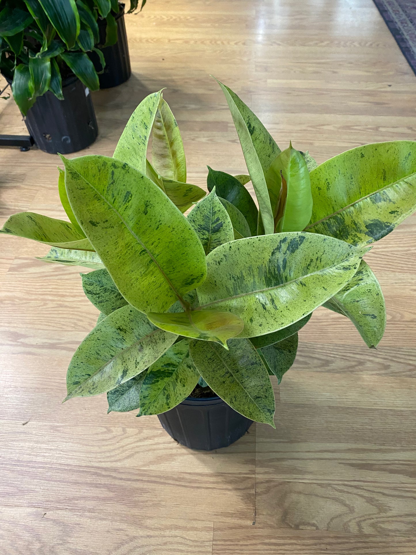 Ficus elastica 'Shivereana Moonlight' - 10" Pot