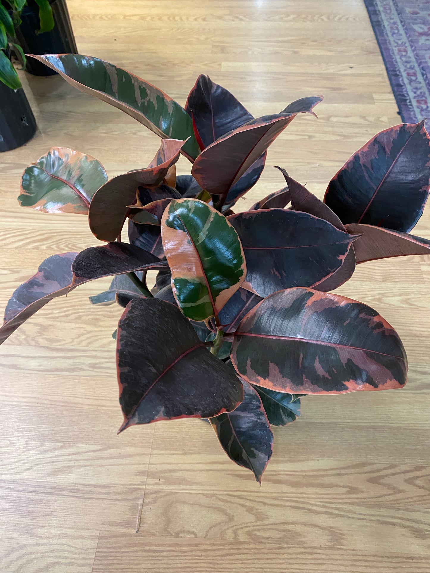 Ficus elastica 'Ruby'