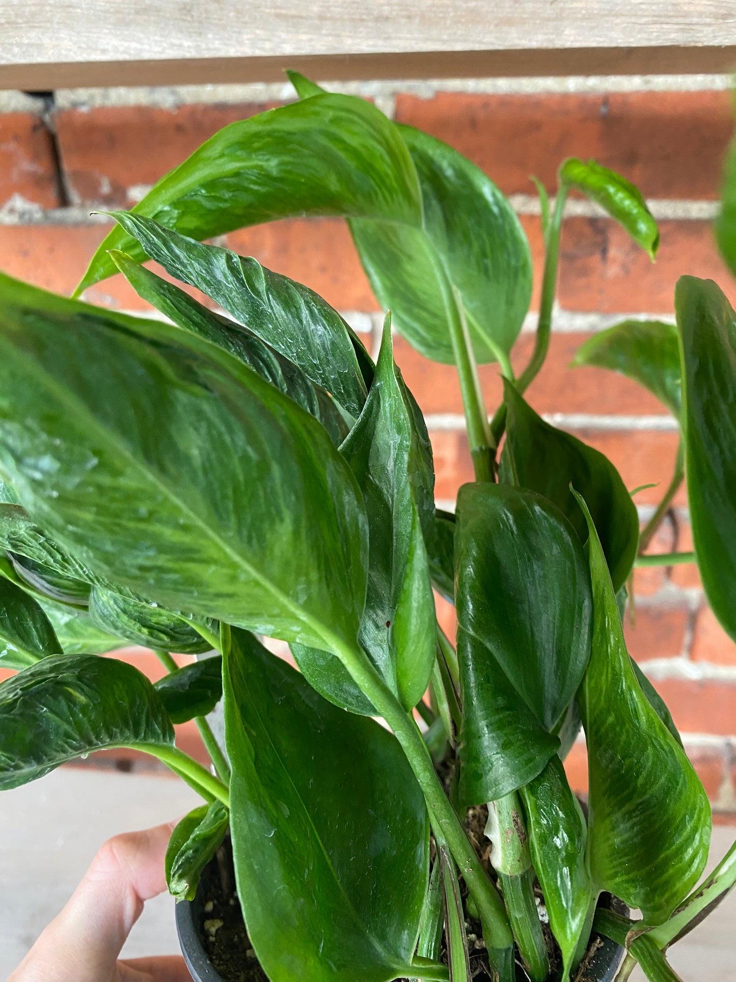 Epipremnum 'Shangri-la'