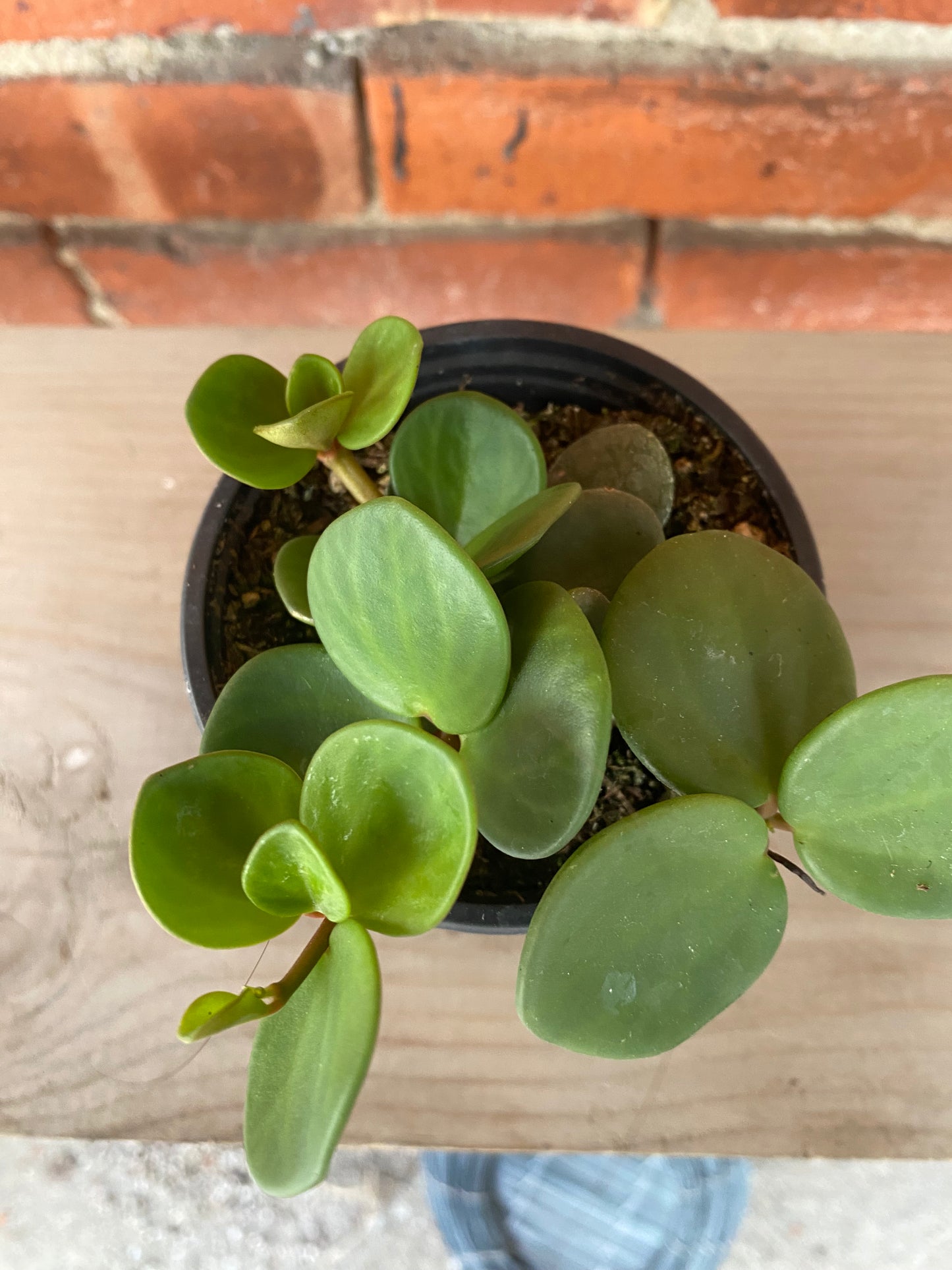 Peperomia 'Hope' - 3" Pot