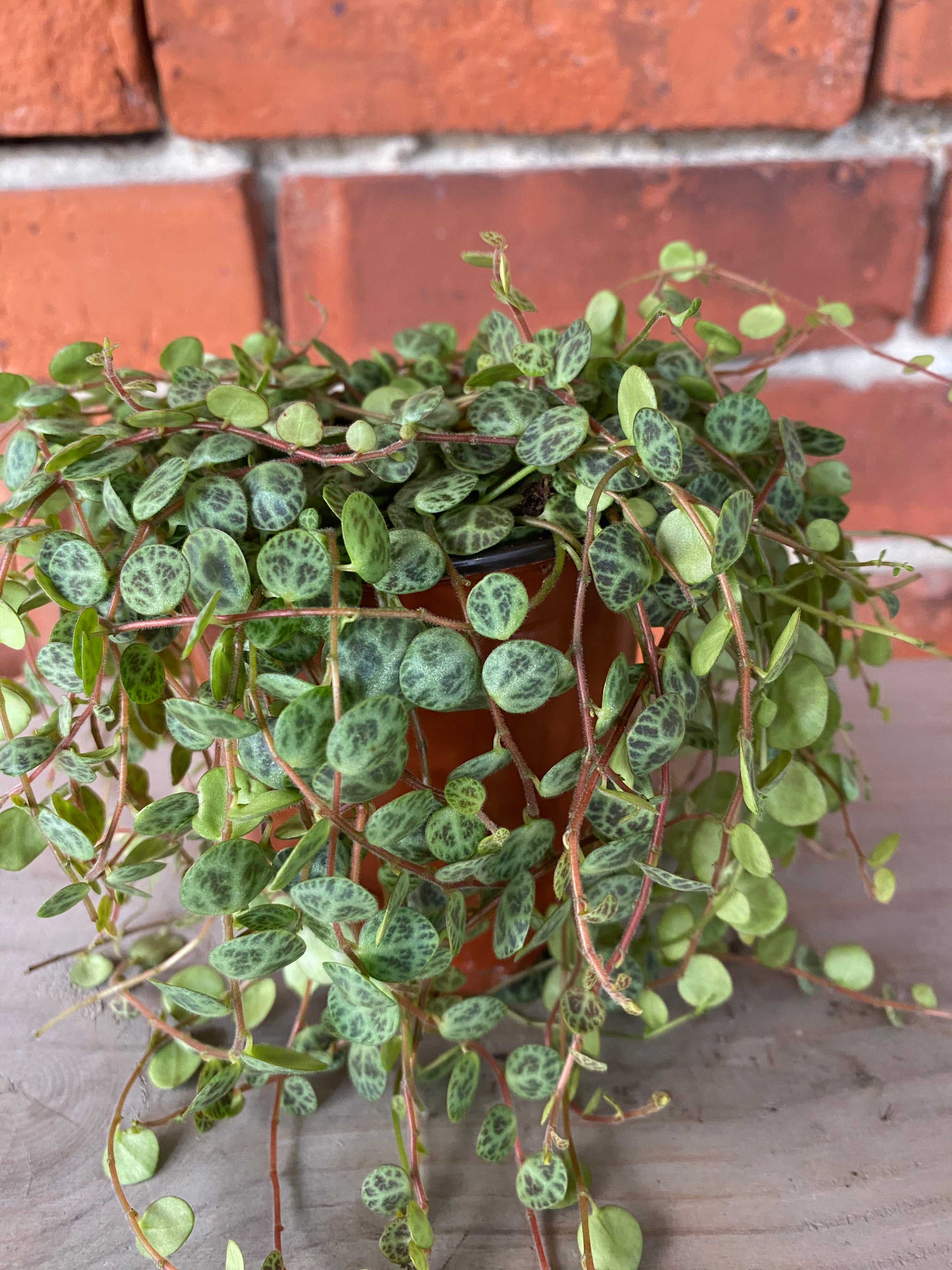 turtle back succulent Peperomia prostrata String of Turtles 2.5 Inch