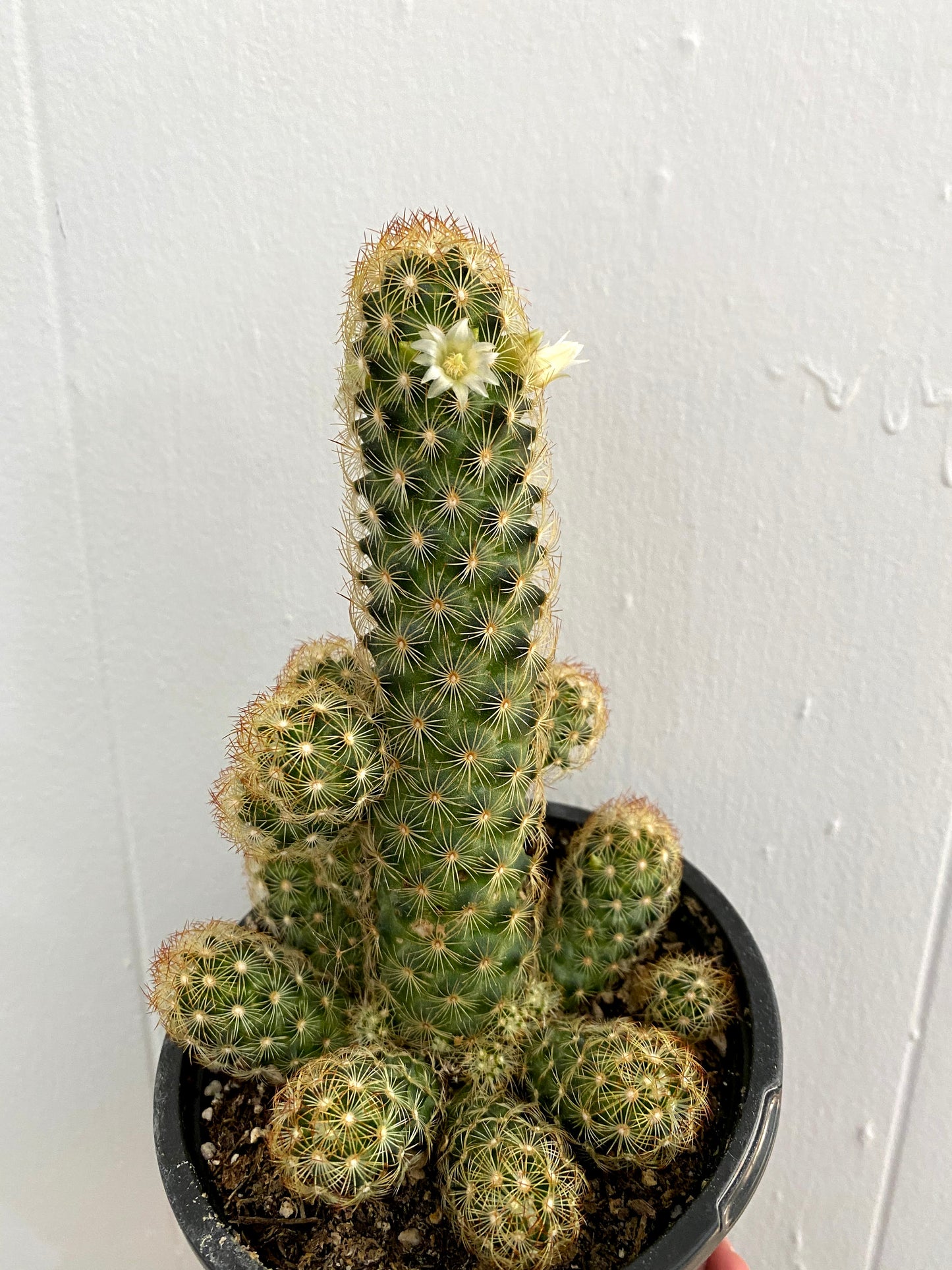 Mammillaria elongata 'Gold Lace Cactus' - 3" Pot