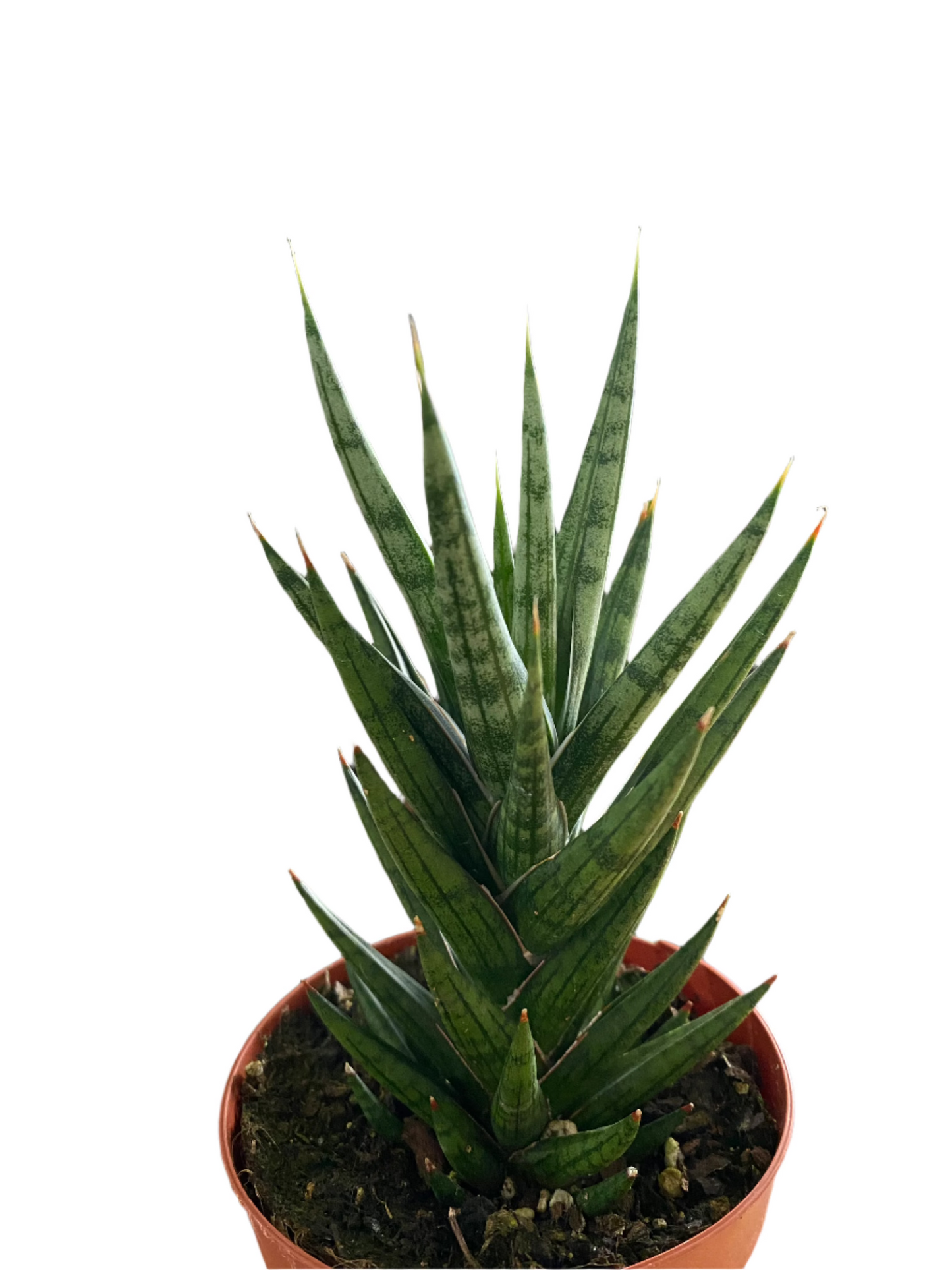 Sansevieria francisii 'Raccoon's Tail'