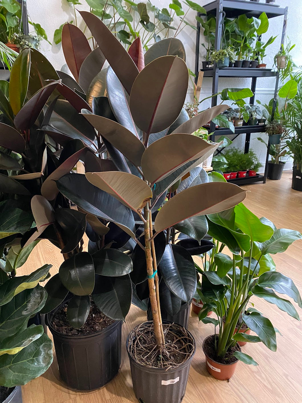 Ficus Elastica 'Rubber Plant'