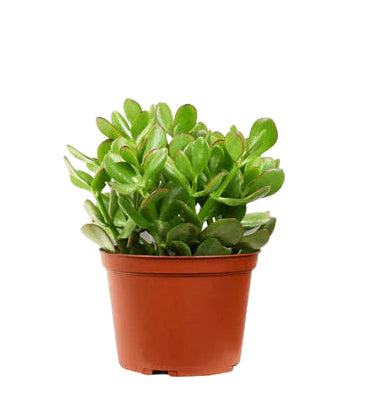 Crassula Ovata 'Jade Plant'